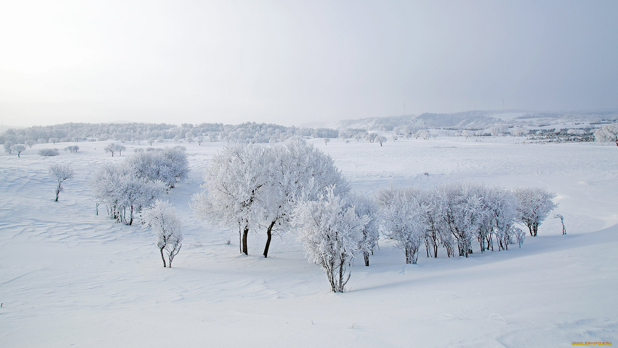 природа, зима, иней, снег, дерево