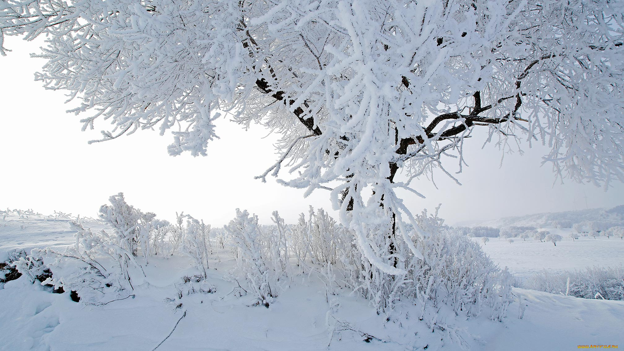 природа, зима, снег, иней, дерево