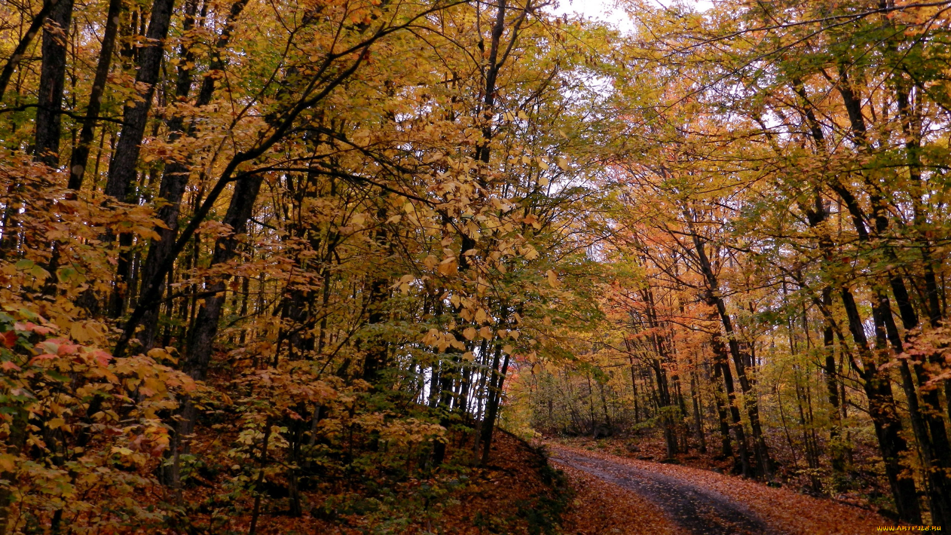 природа, дороги, дорога, лес, листопад, осень