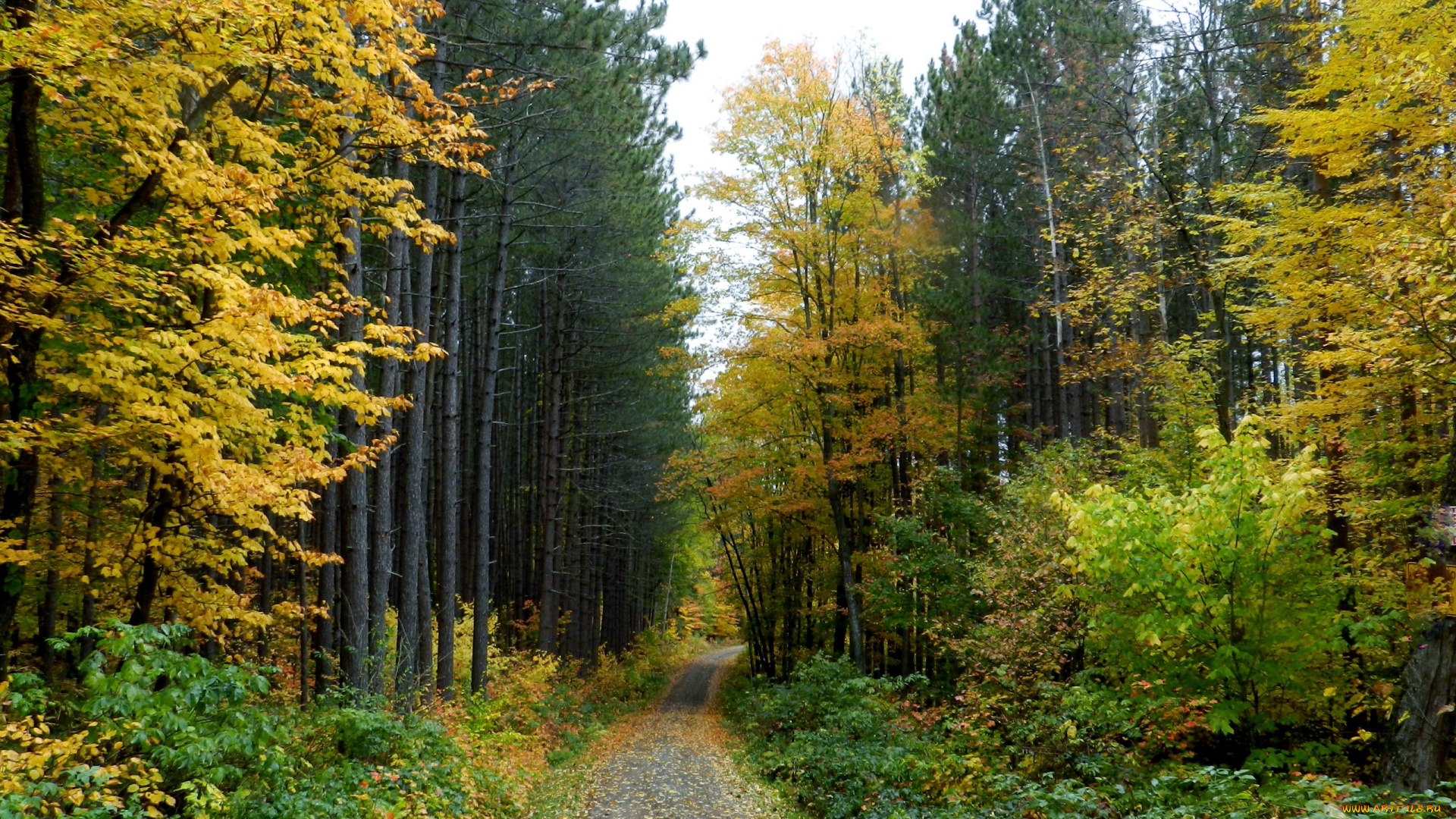 природа, дороги, осень, дорожка, лес