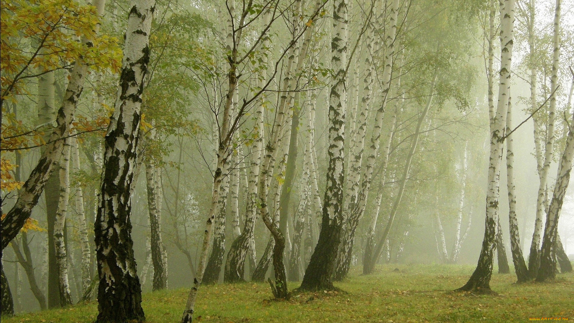 природа, лес, деревья, берёзовая, роща, лето, берёза