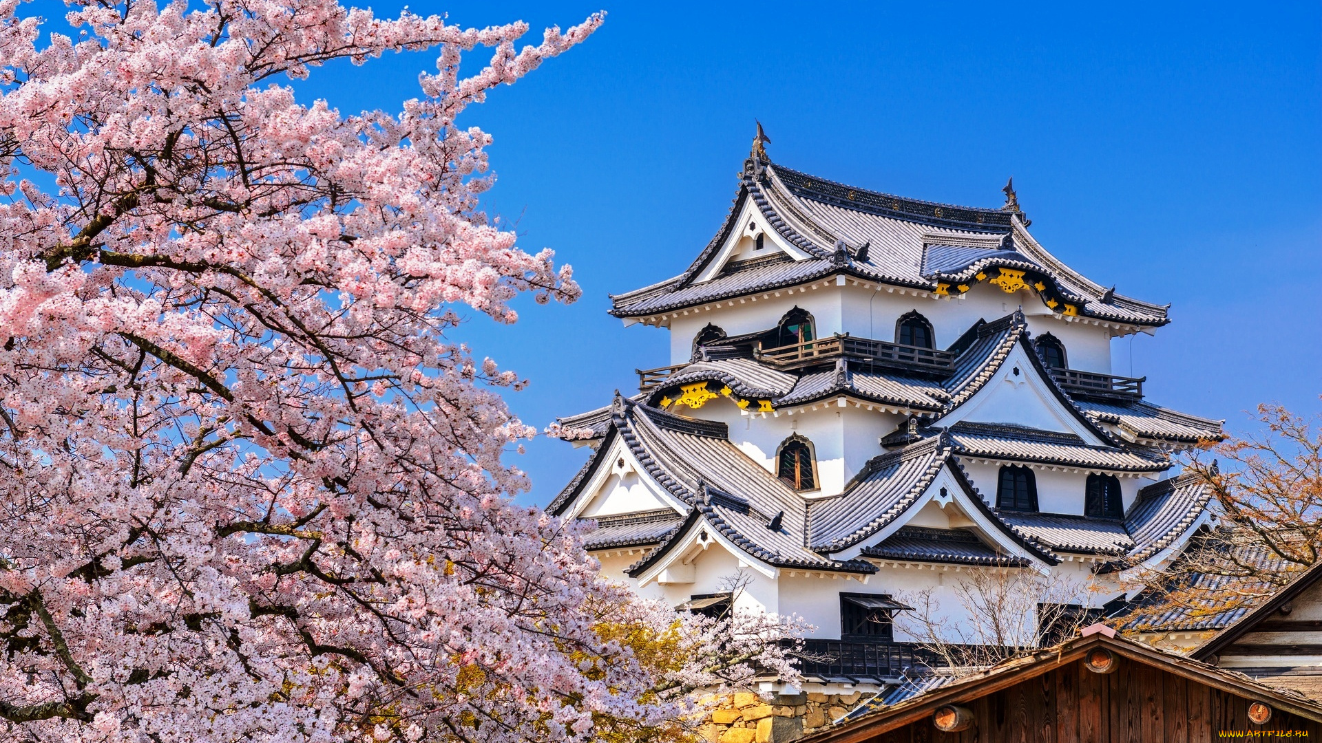 замок, хиконэ, города, замки, Японии, здпние, цветение, сакура, весна