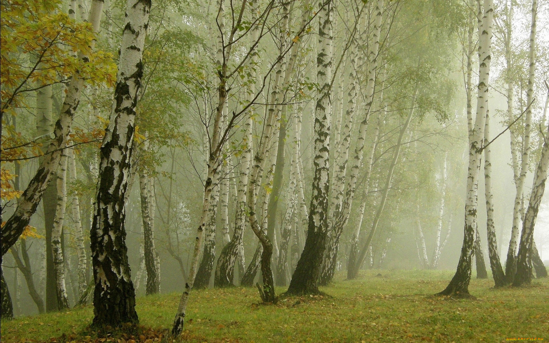 природа, лес, деревья, берёзовая, роща, лето, берёза