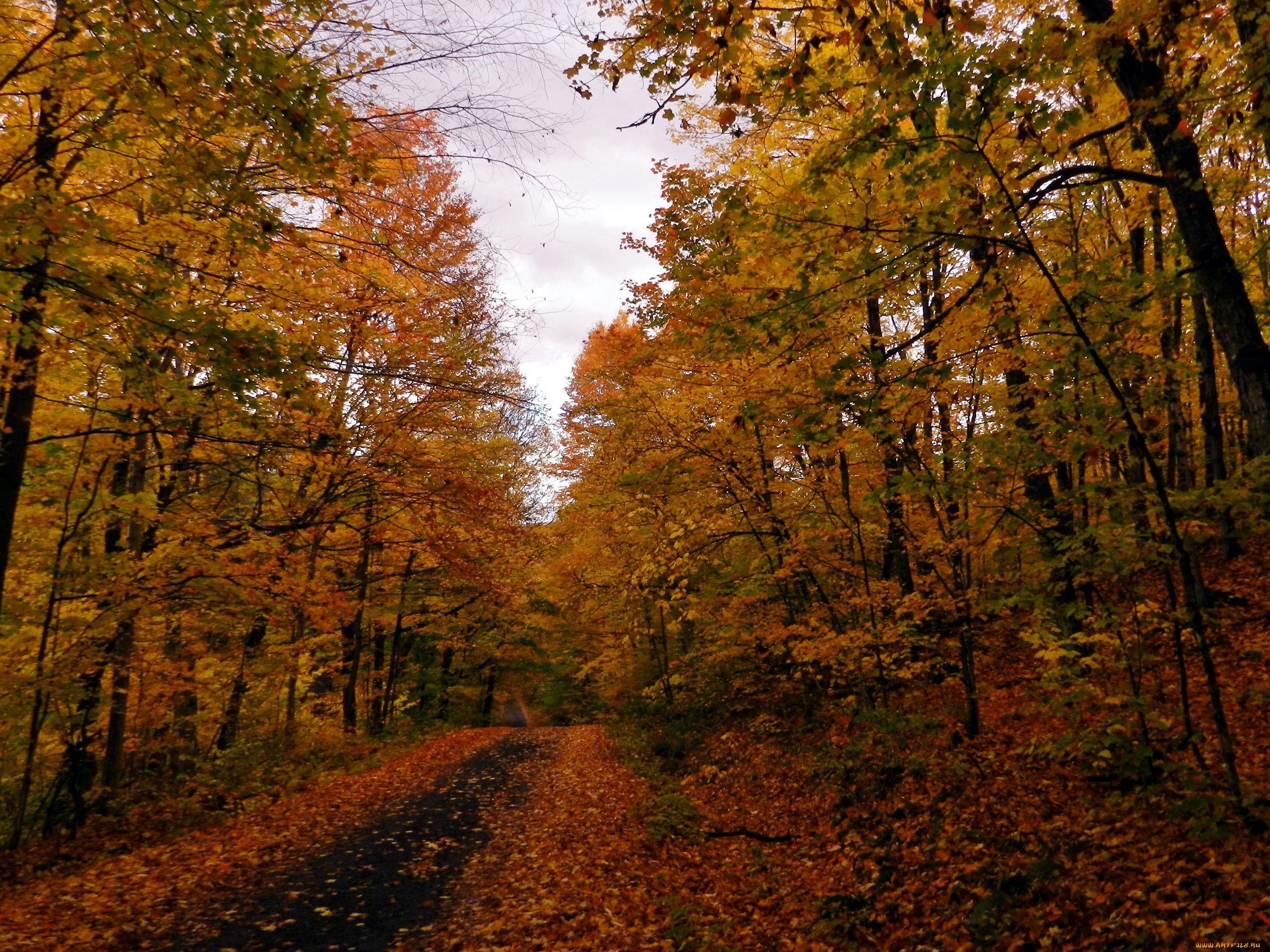 природа, дороги, осень, деревья, лес, листопад
