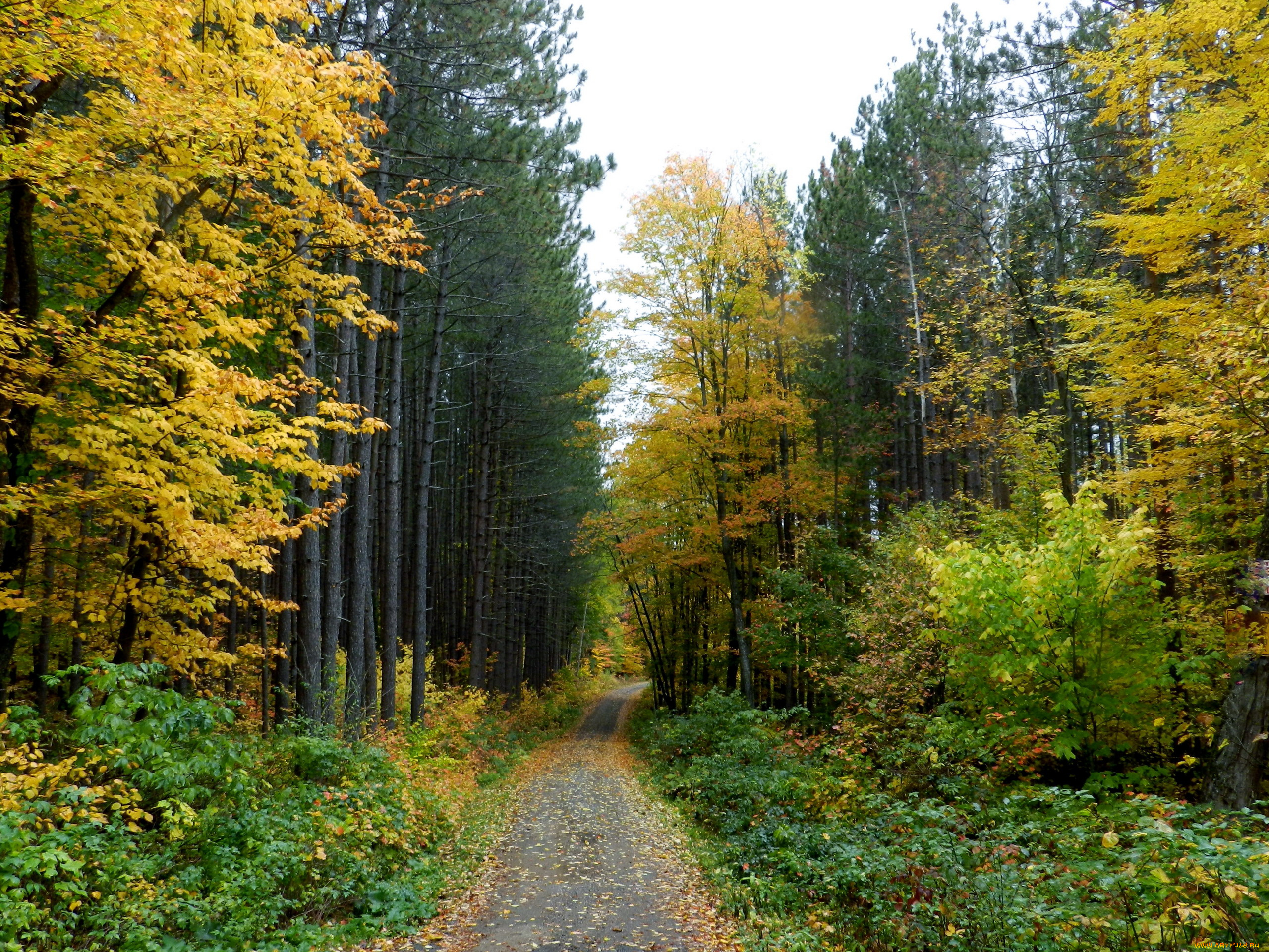 природа, дороги, осень, дорожка, лес