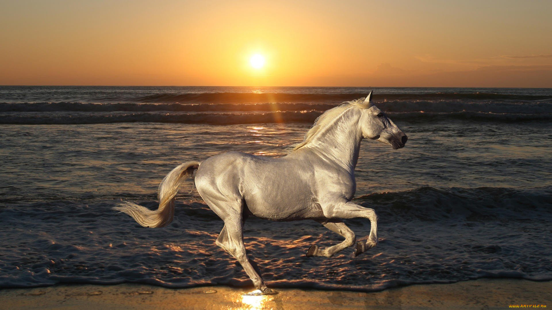 животные, лошади, конь, белый, море, закат