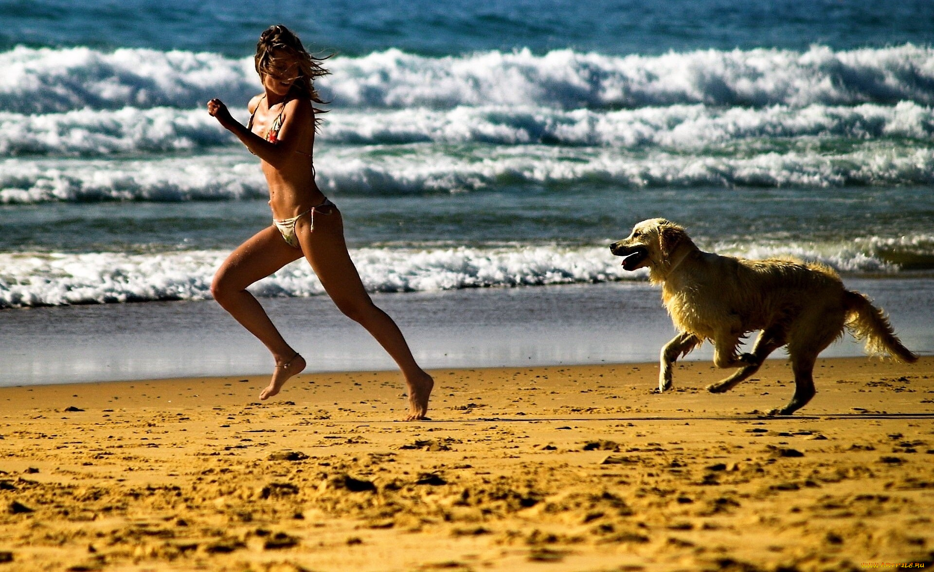 девушки, -, брюнетки, , шатенки, купальник, бег, собака, море, песок