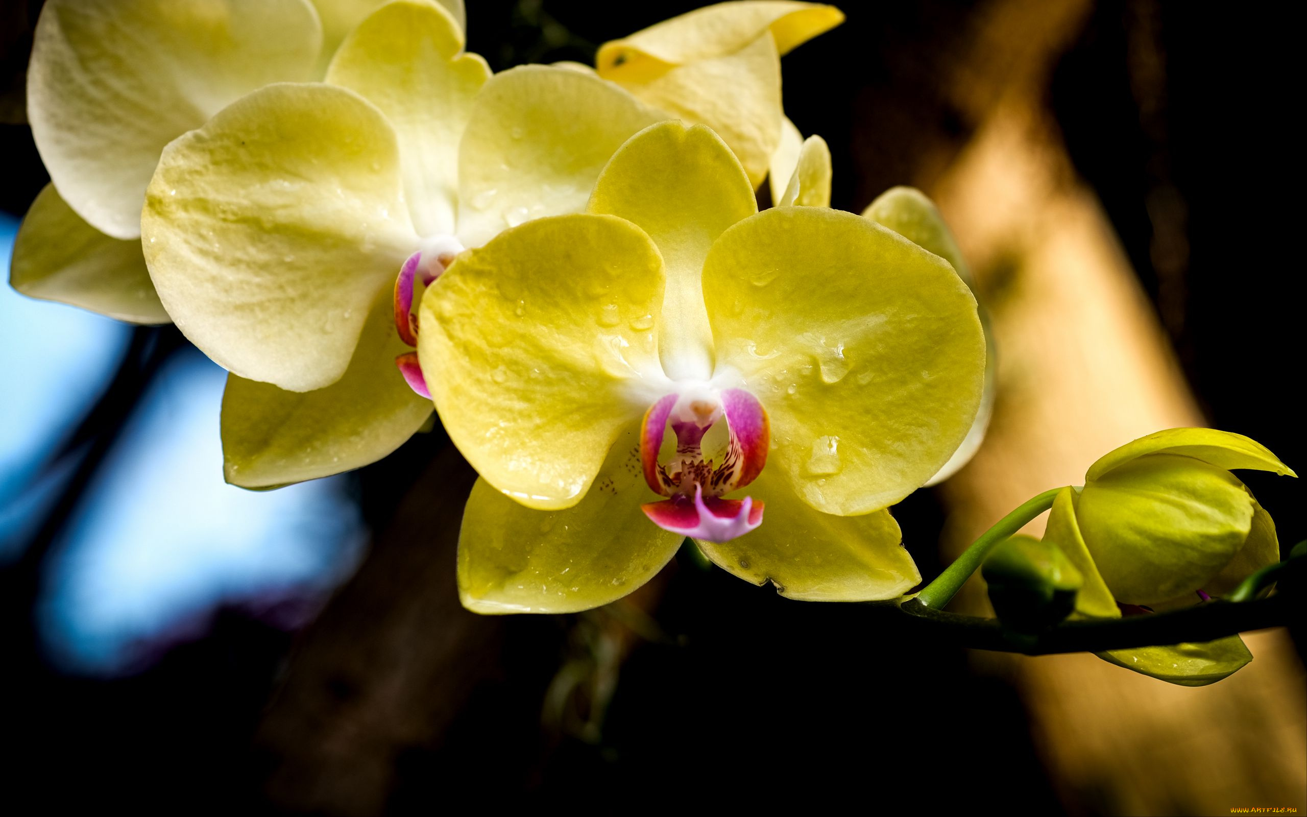 цветы, орхидеи, желтые, макро, капли