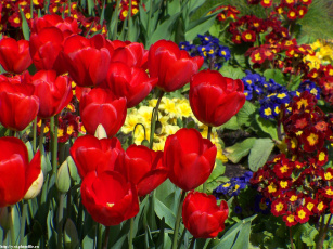 Картинка тюльпаны алые цветы разные вместе