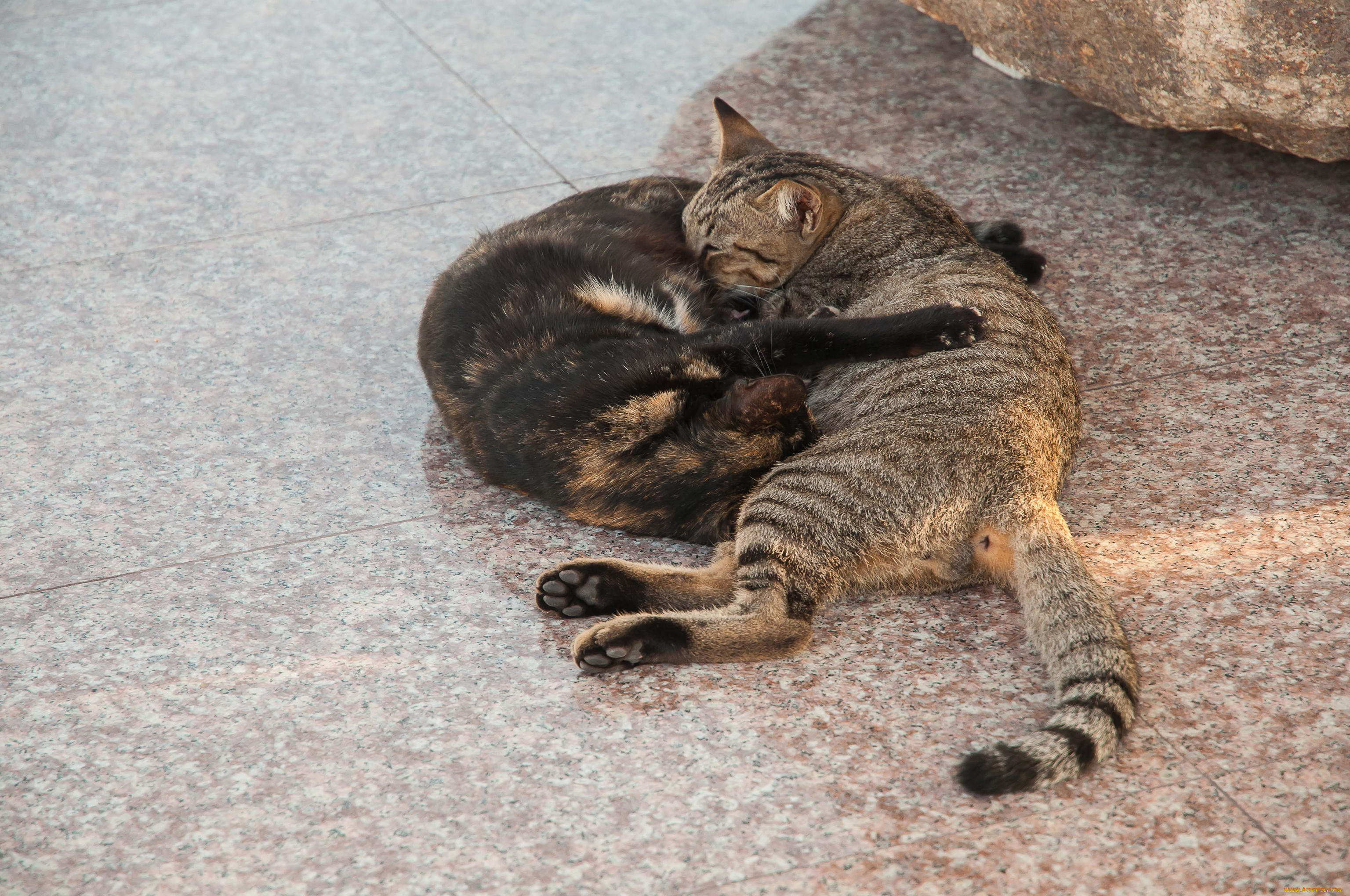 животные, коты, отдых, обнимашки