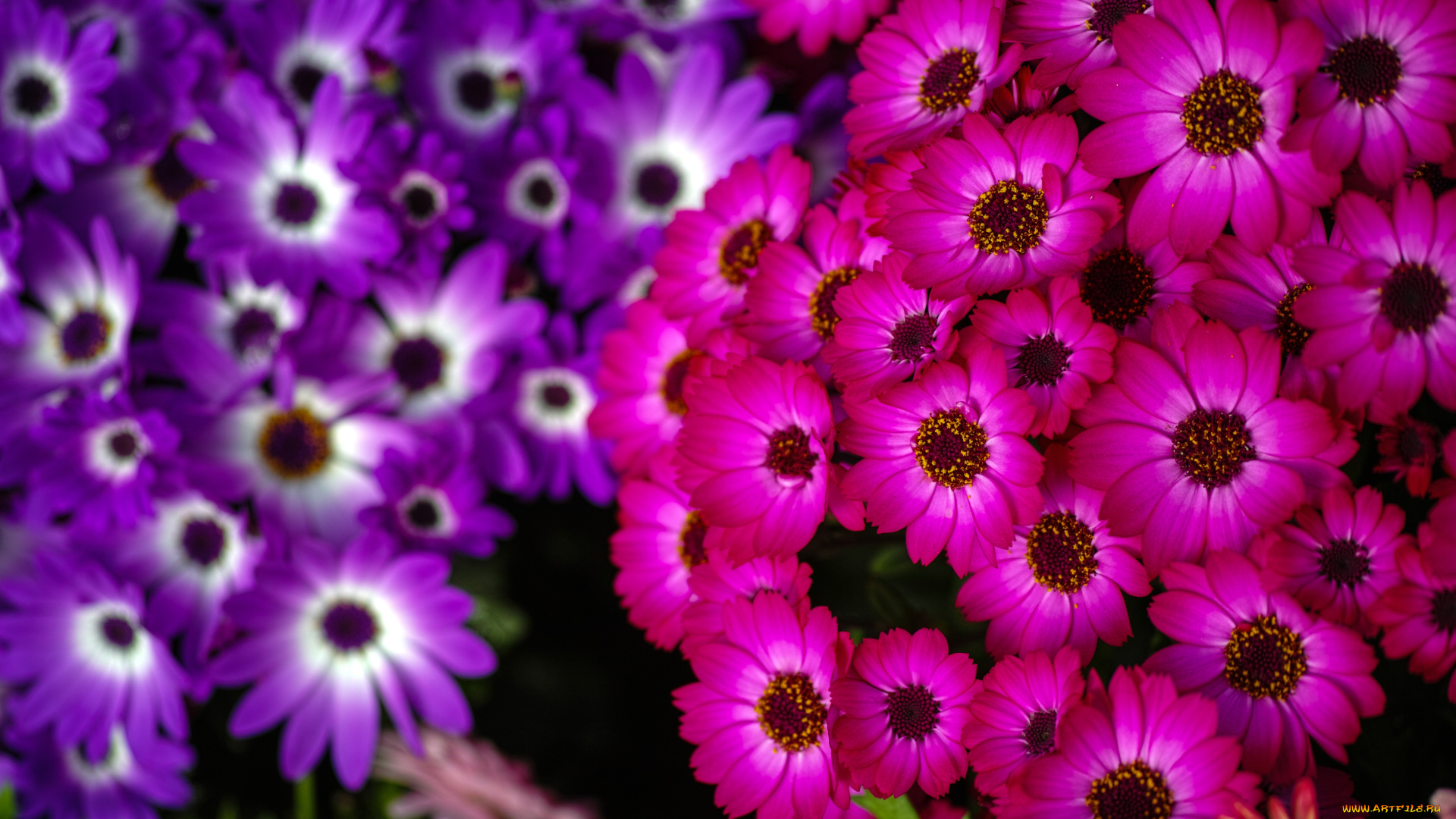 цветы, цинерария, фиолетовый, малиновый