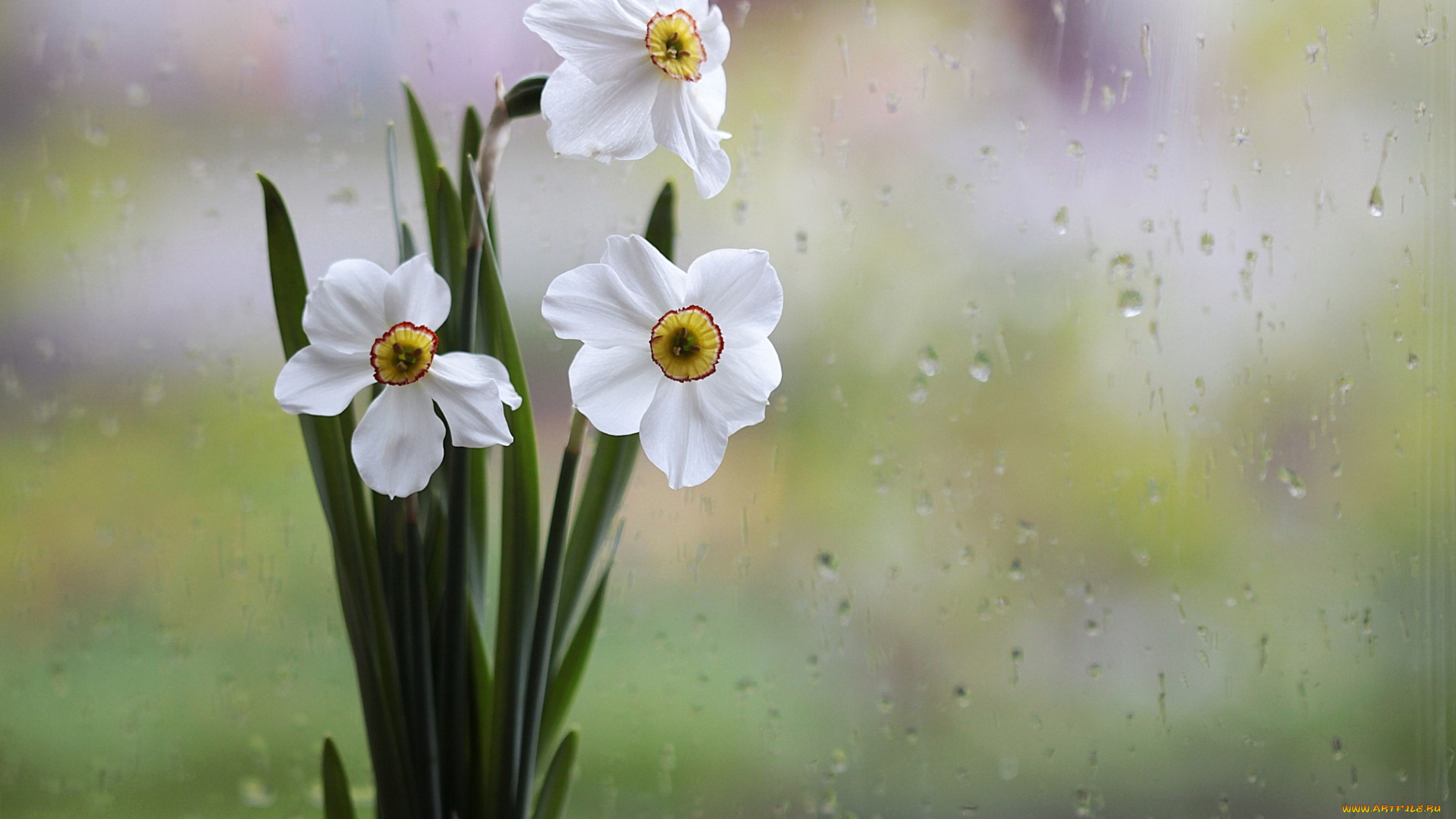 цветы, нарциссы, окно, дождь