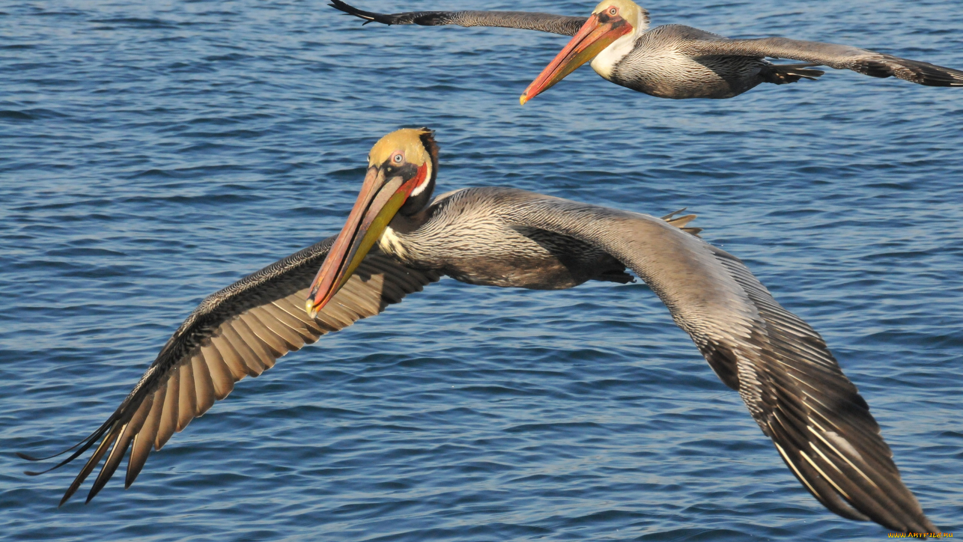 pelican, животные, пеликаны, размах, крылья, вода