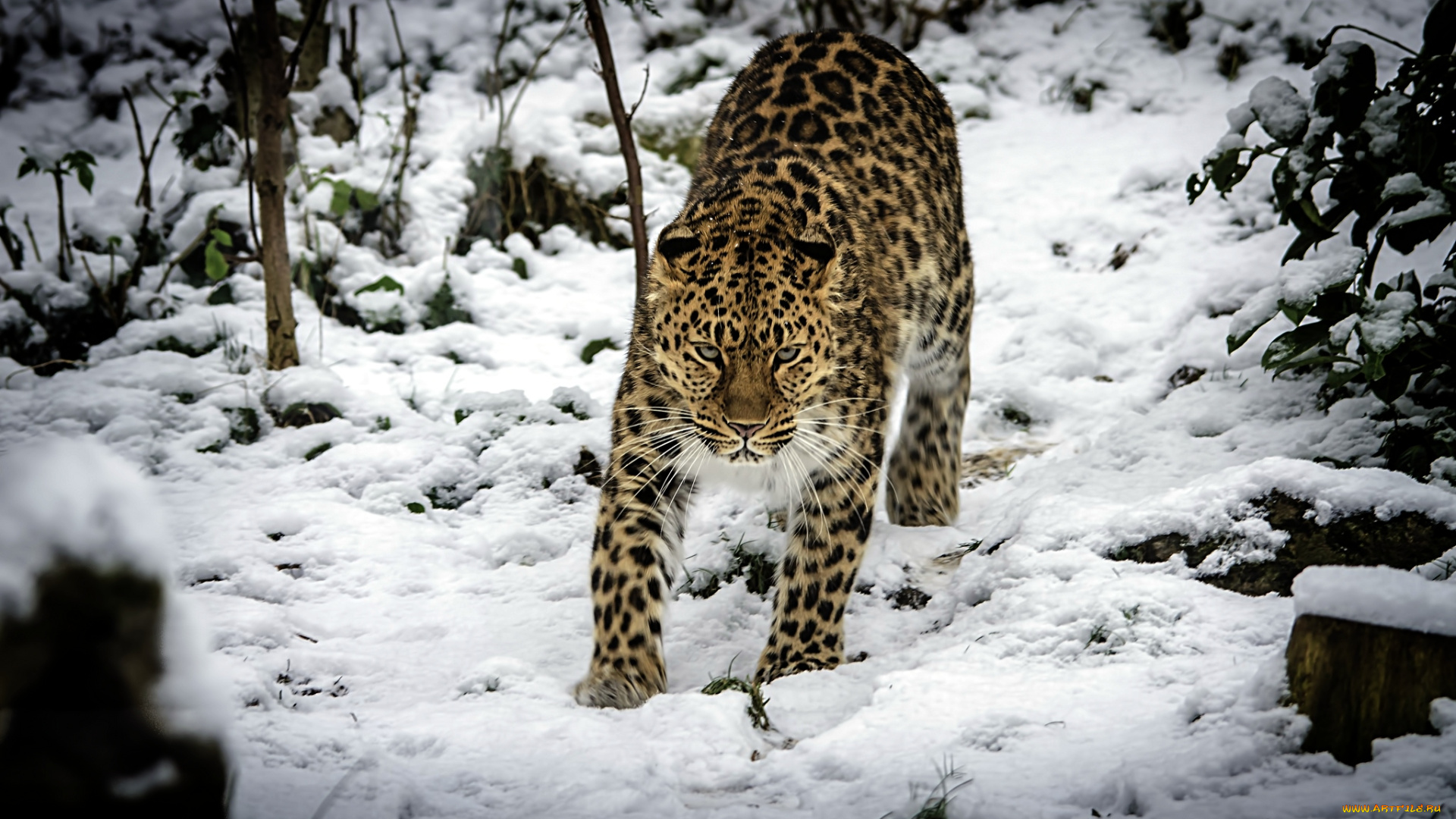 животные, леопарды, снег, хищник, амурский, леопард