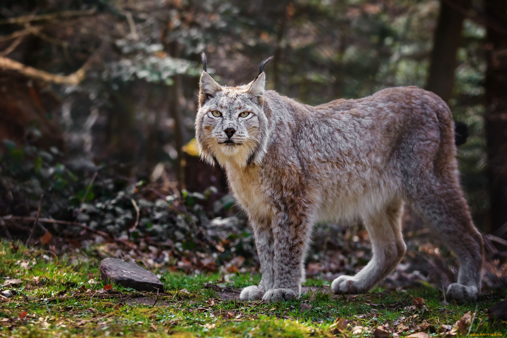 природа животные рысь nature animals lynx скачать