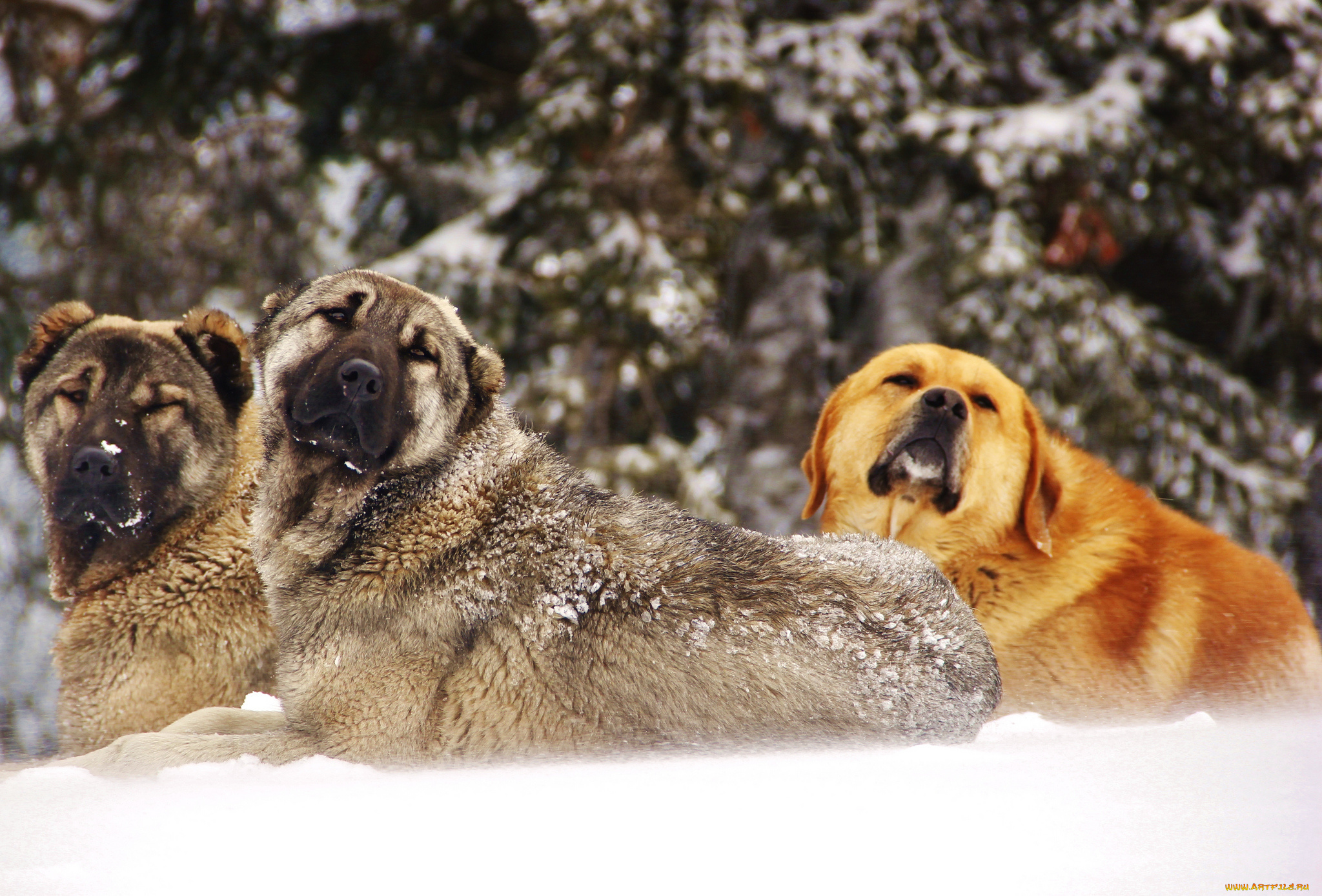 животные, собаки, снег, зима