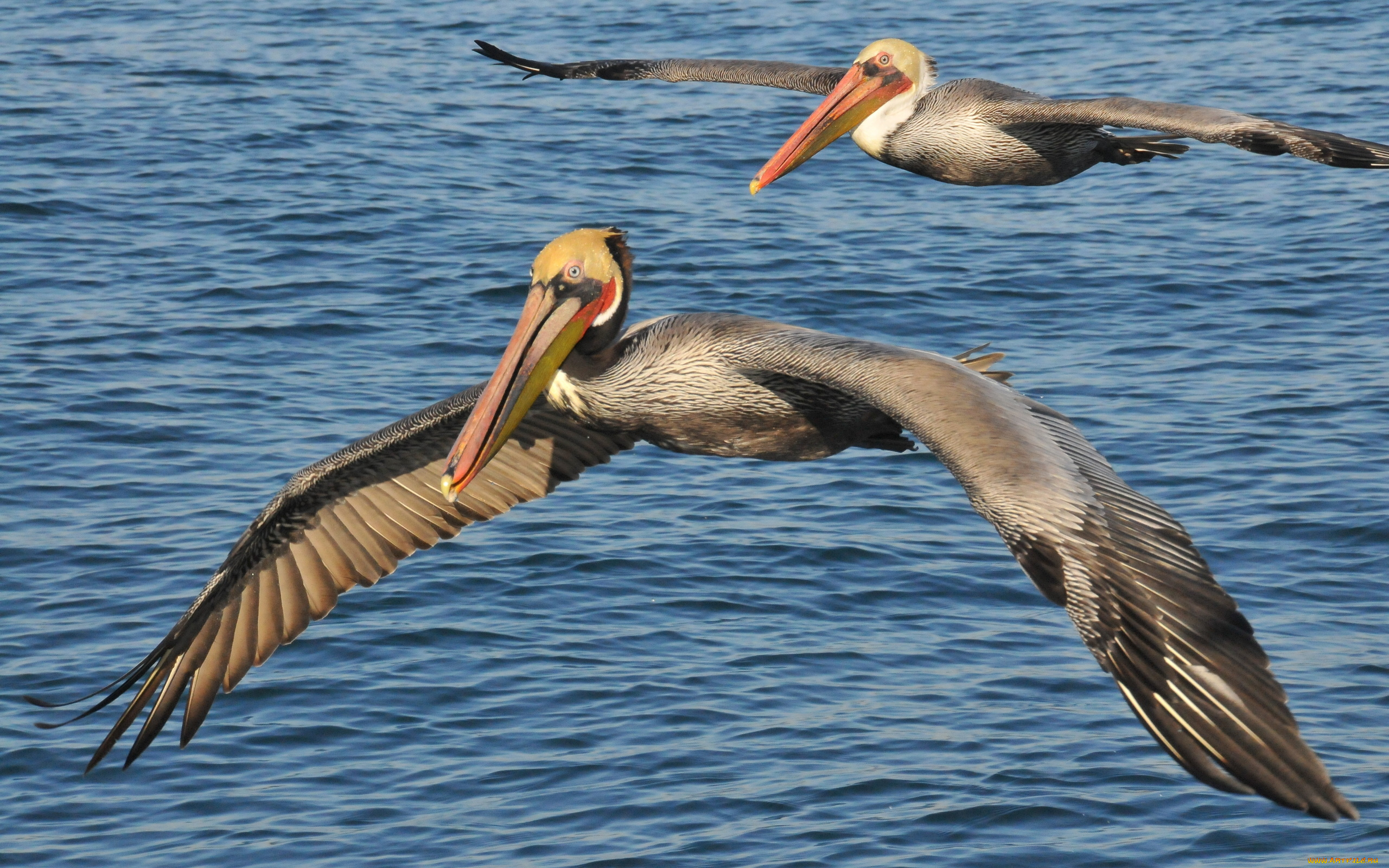 pelican, животные, пеликаны, размах, крылья, вода