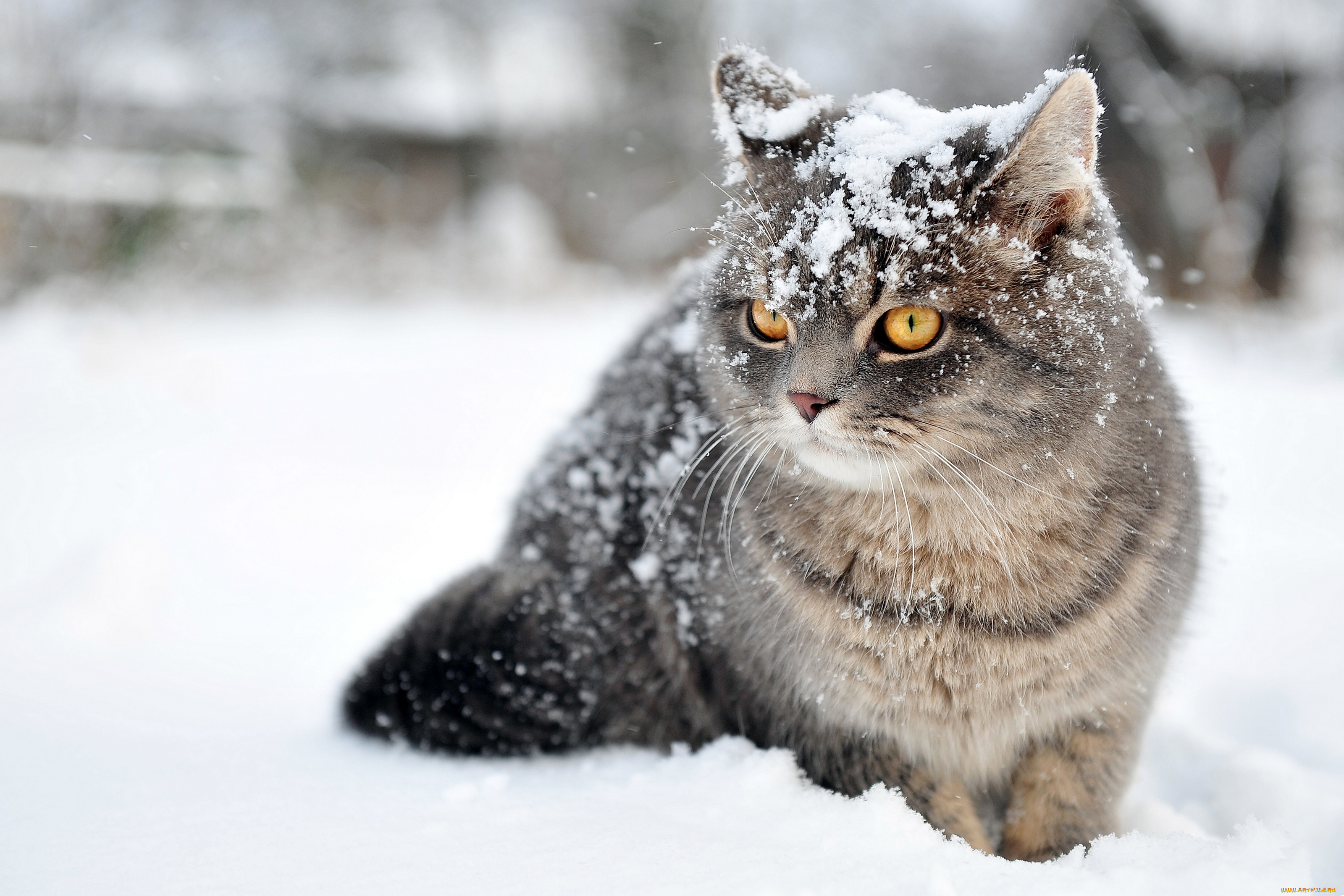 животные, коты, снег, зима