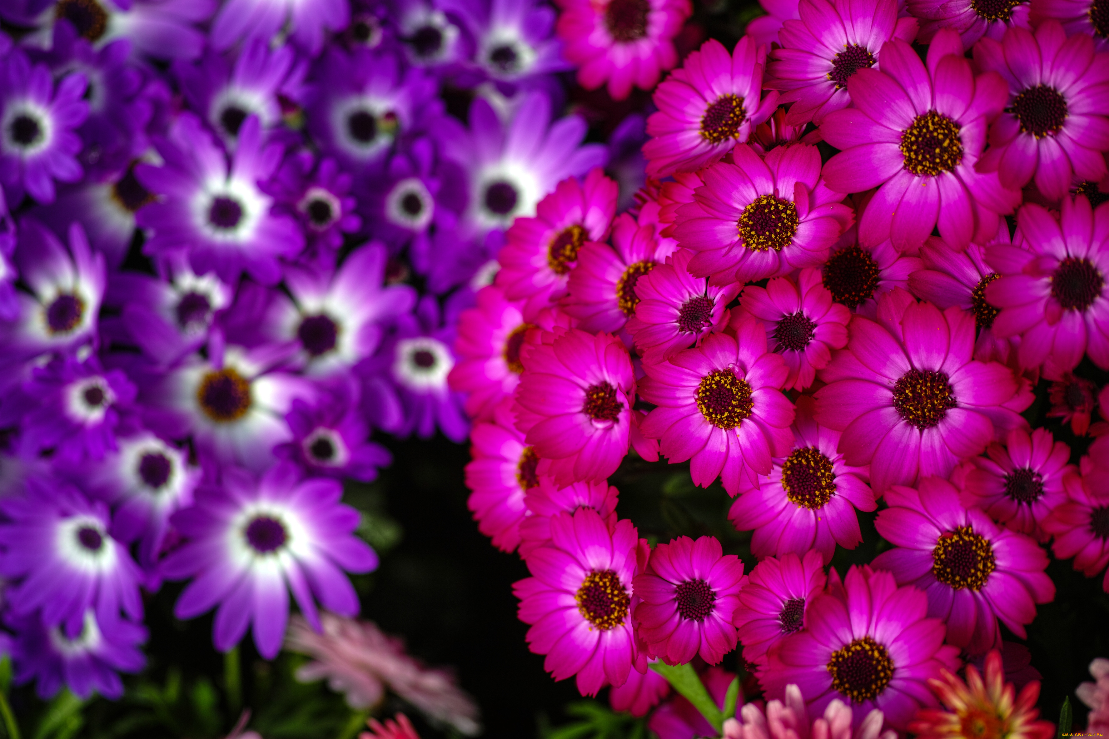 цветы, цинерария, фиолетовый, малиновый