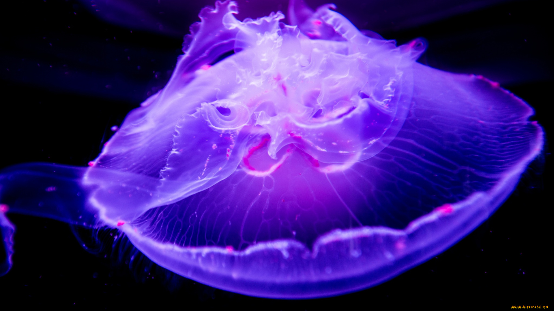 животные, медузы, медуза, макро, подводный, мир