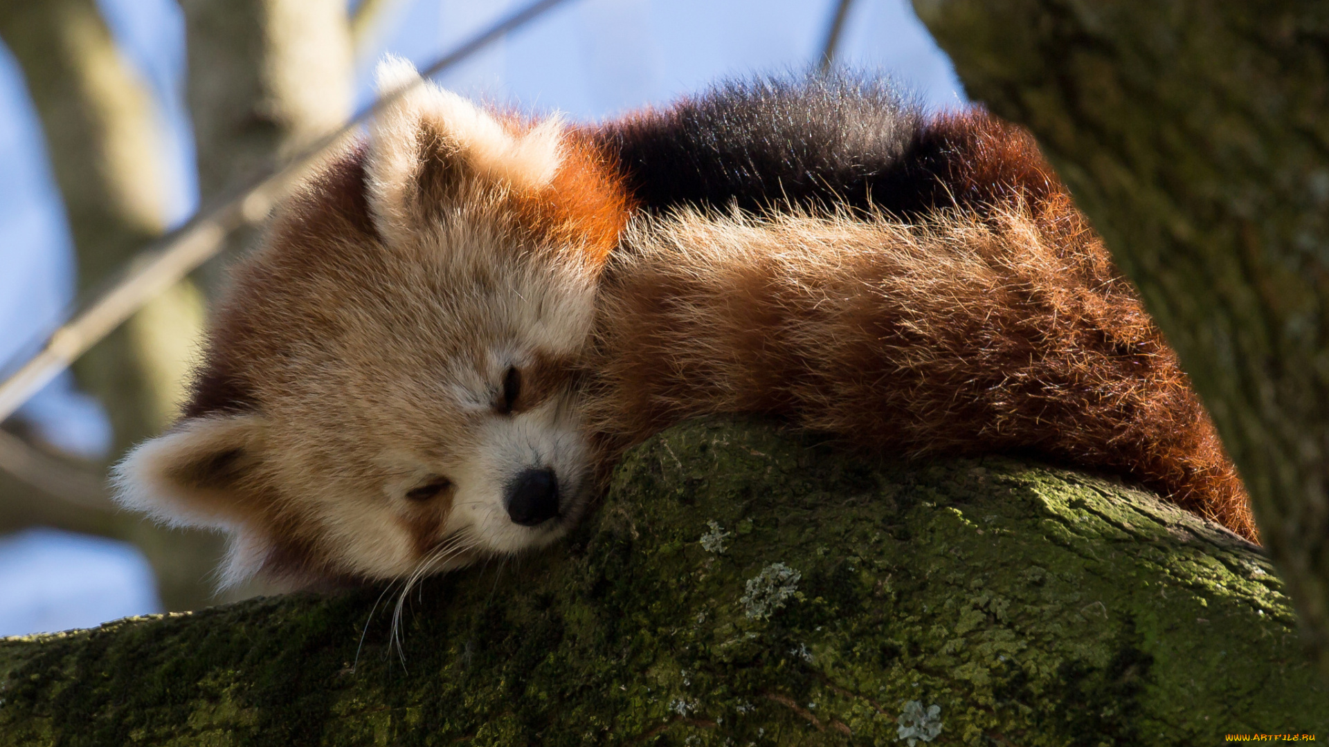 животные, панды, ветки, дерево, спит, firefox, красная, панда