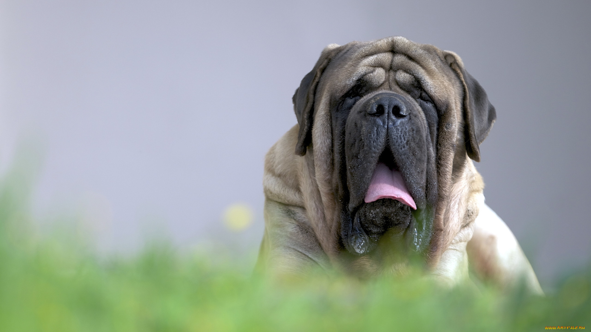 животные, собаки, друг, english, mastiff, взгляд, собака