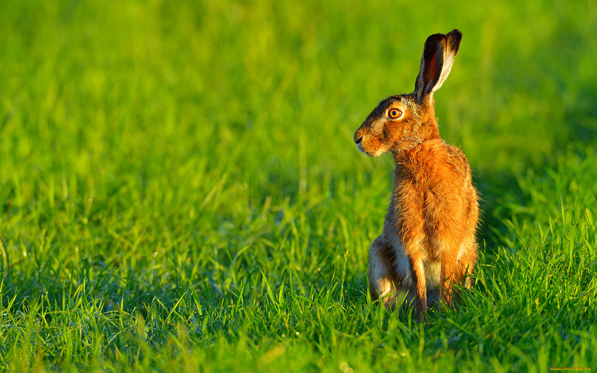 животные, кролики, , зайцы, заяц, утро, роса, трава