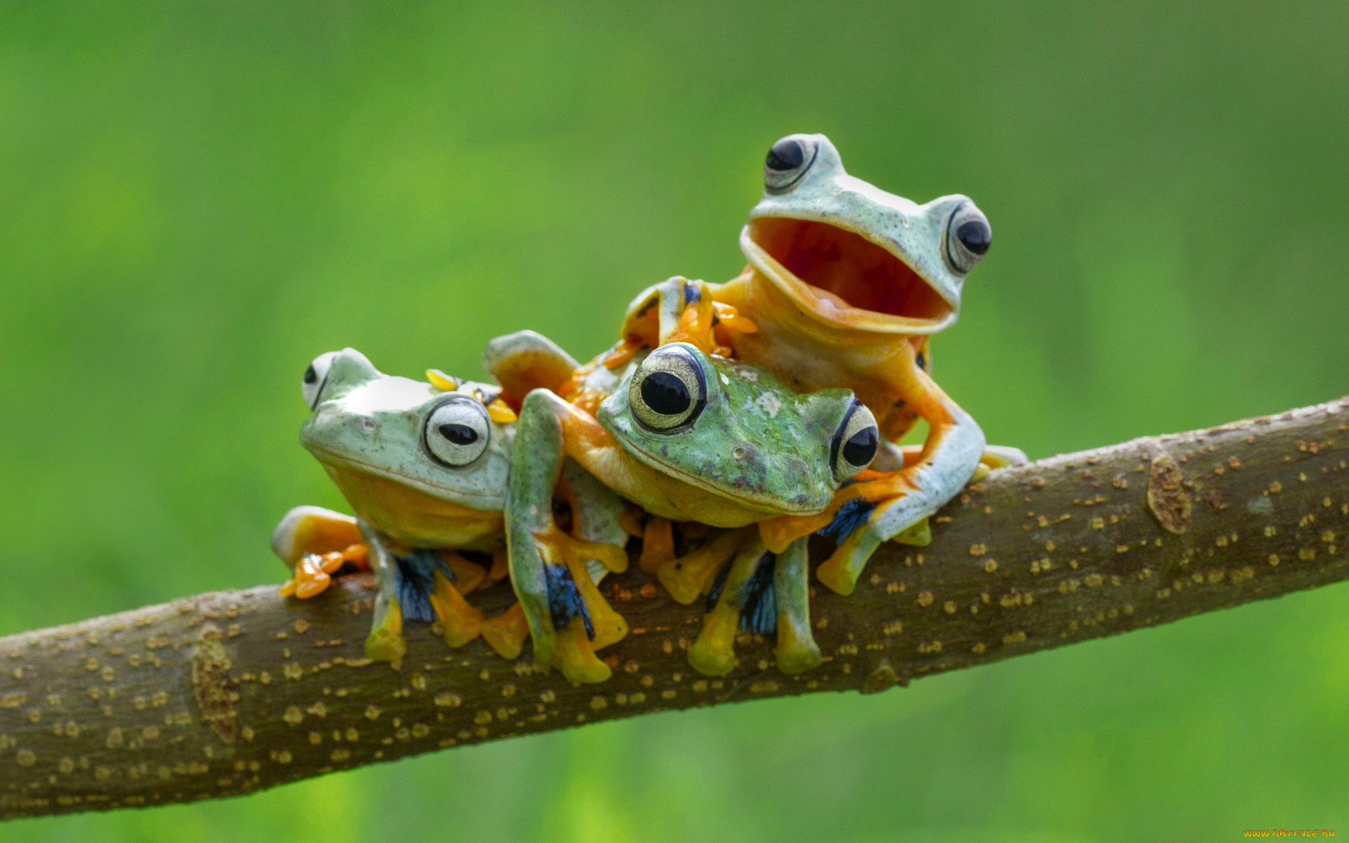 природа животные лягушки nature animals frogs загрузить