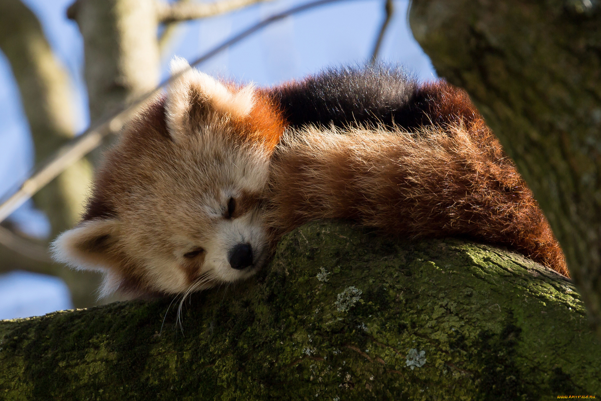 животные, панды, ветки, дерево, спит, firefox, красная, панда