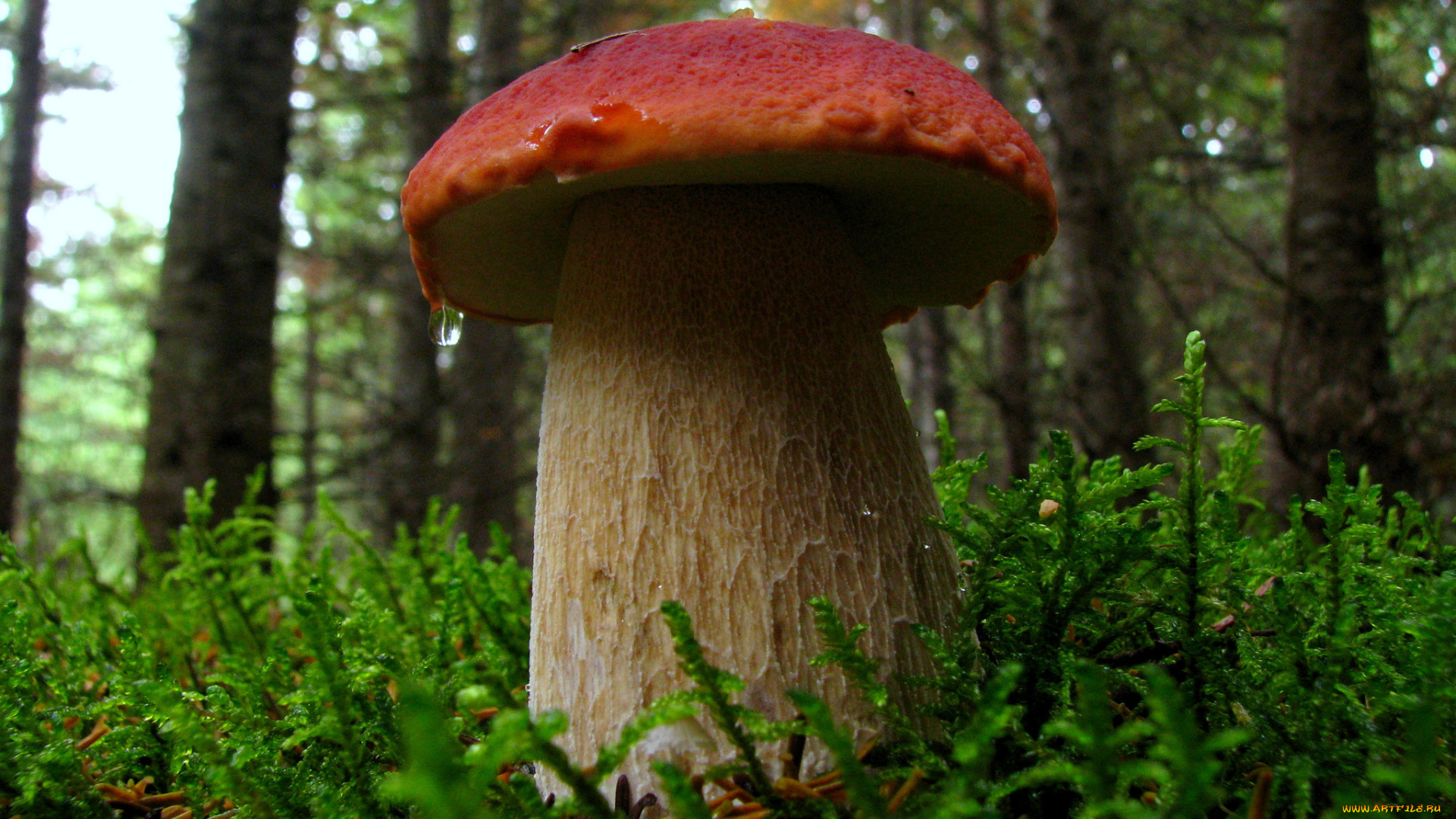 природа, грибы, грибочки