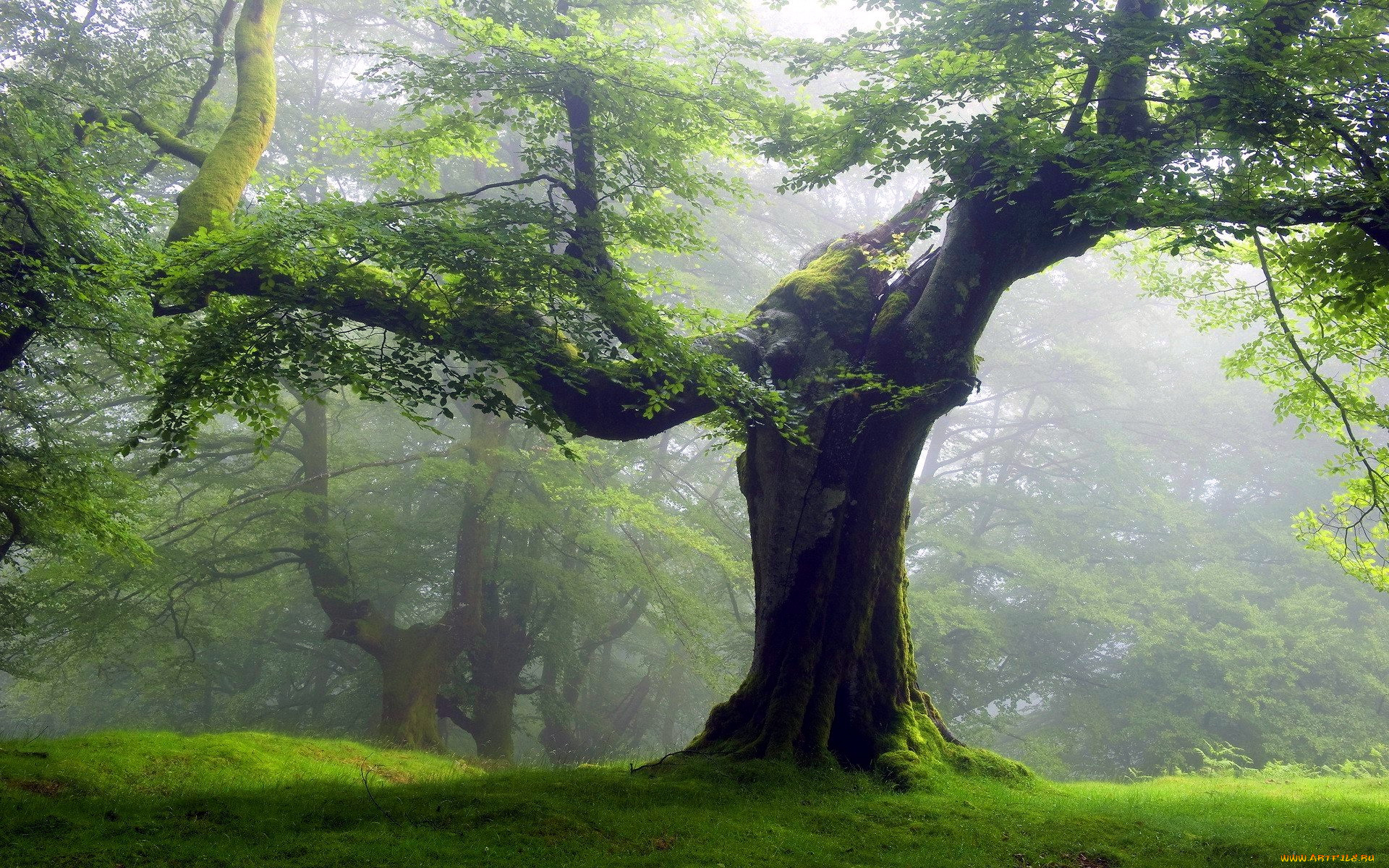 природа, деревья, дерево, туман