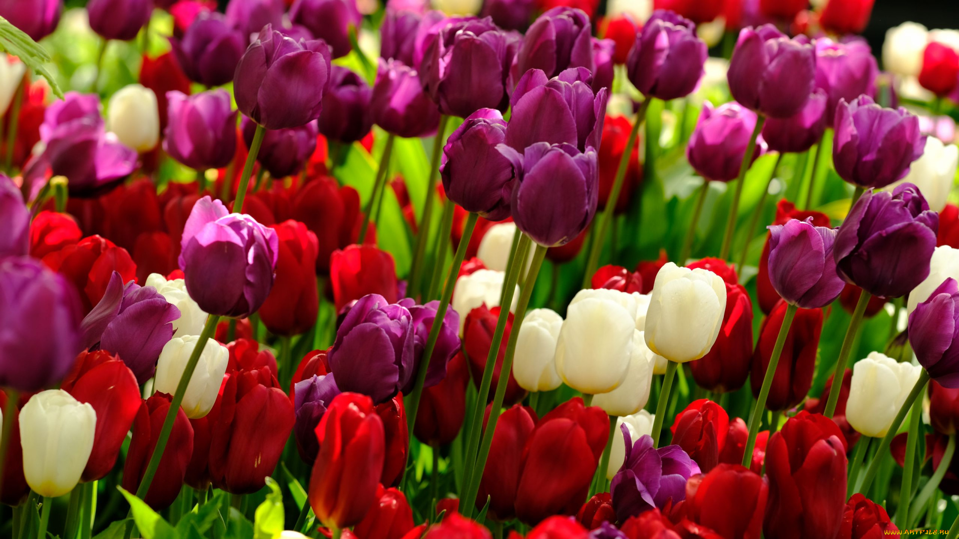 цветы, тюльпаны, разноцветные, бутоны