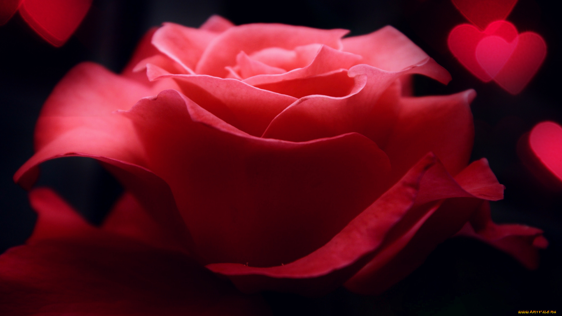 цветы, розы, роза, красная, сердечки