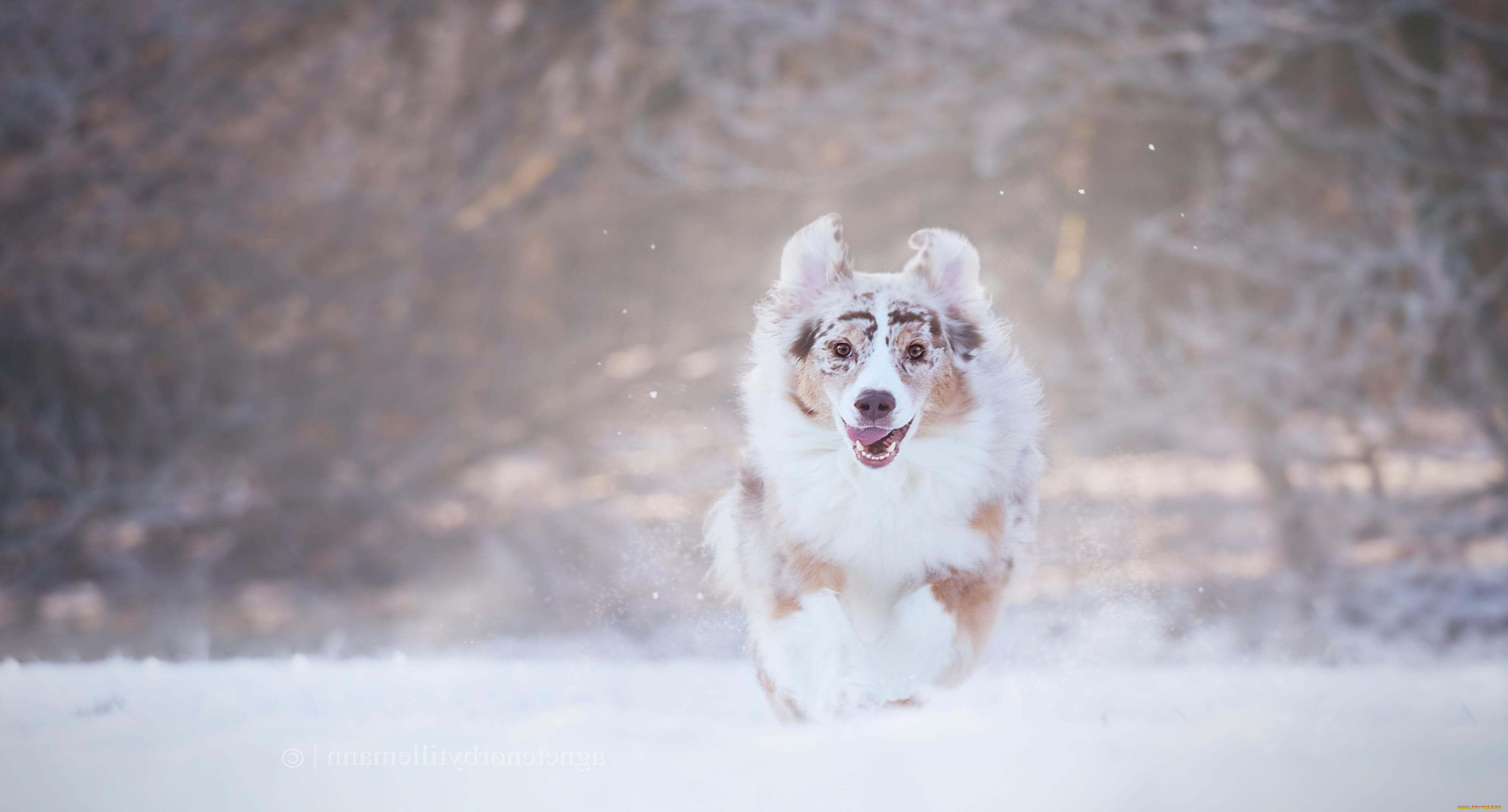 животные, собаки, собака, бег, снег, зима