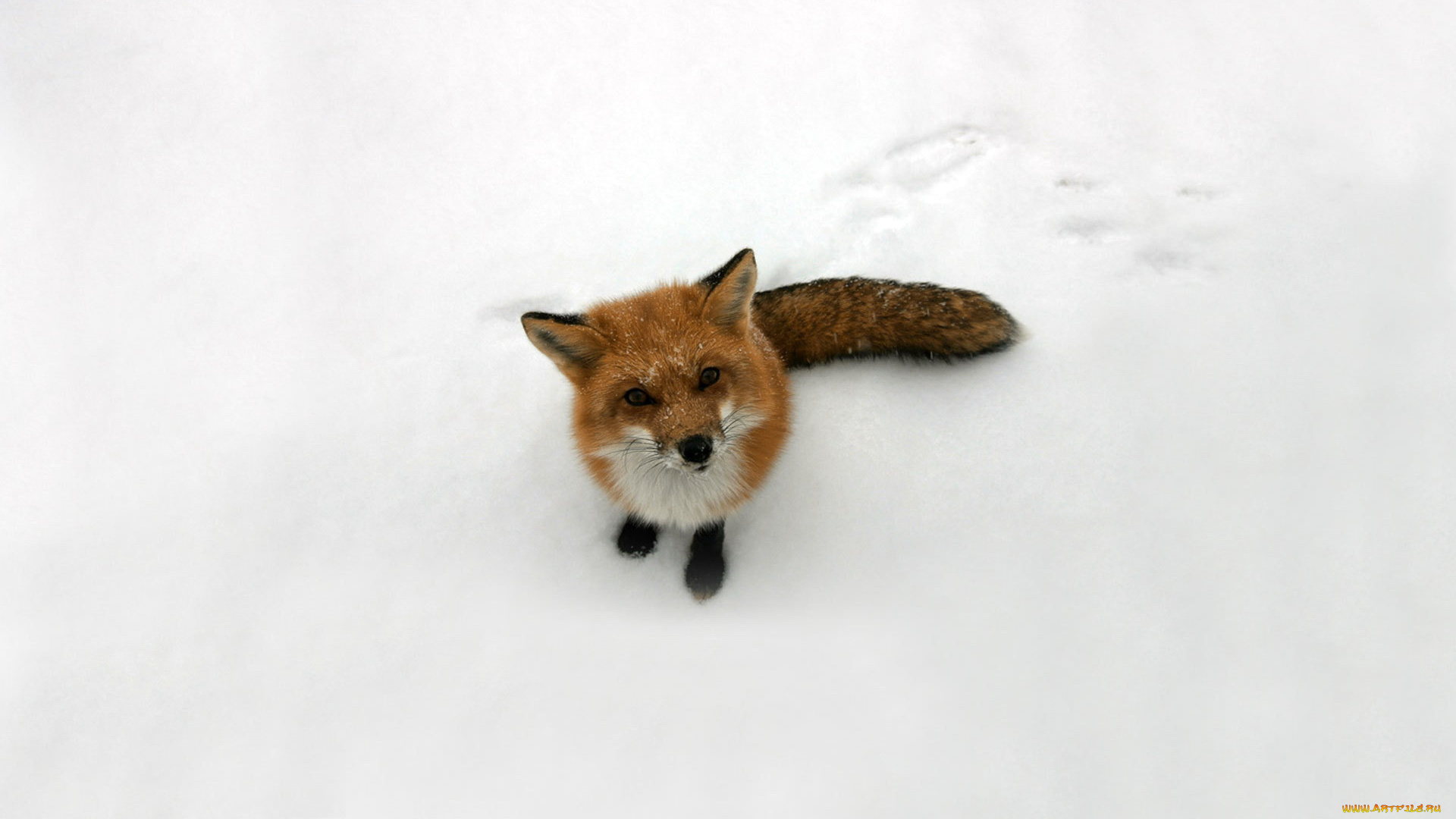 животные, лисы, лиса, снег