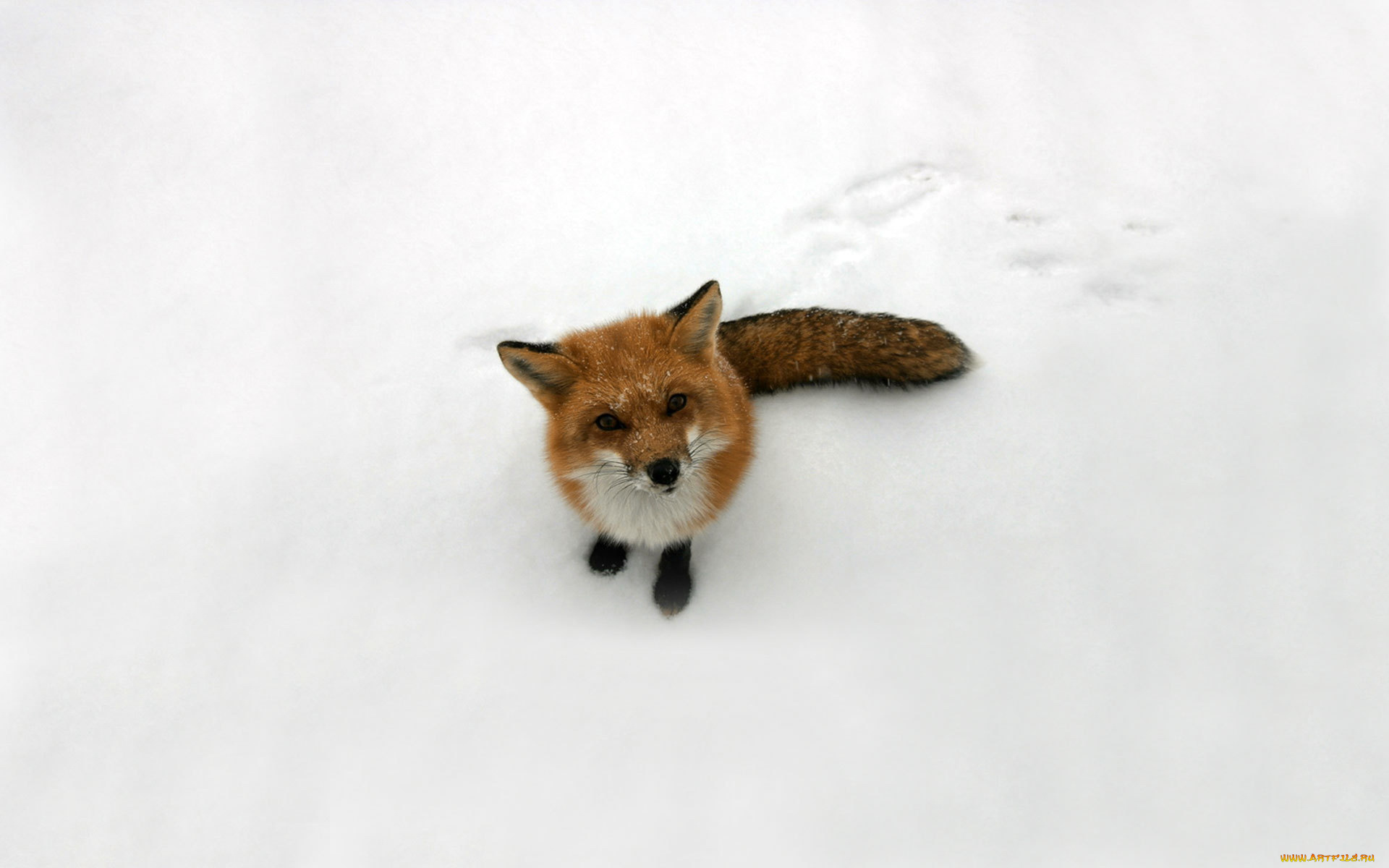животные, лисы, лиса, снег