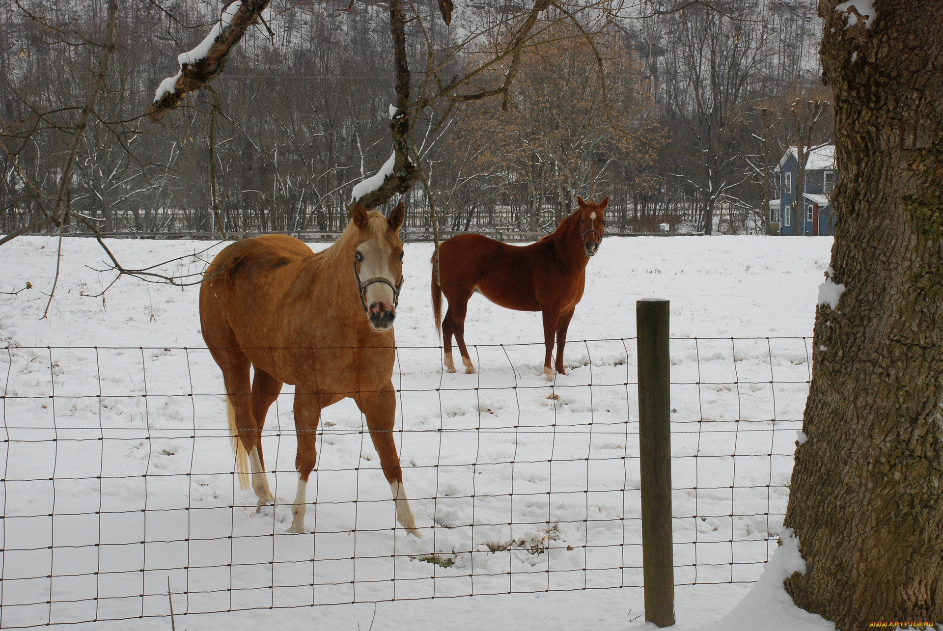животные, лошади, снег, кони, зима
