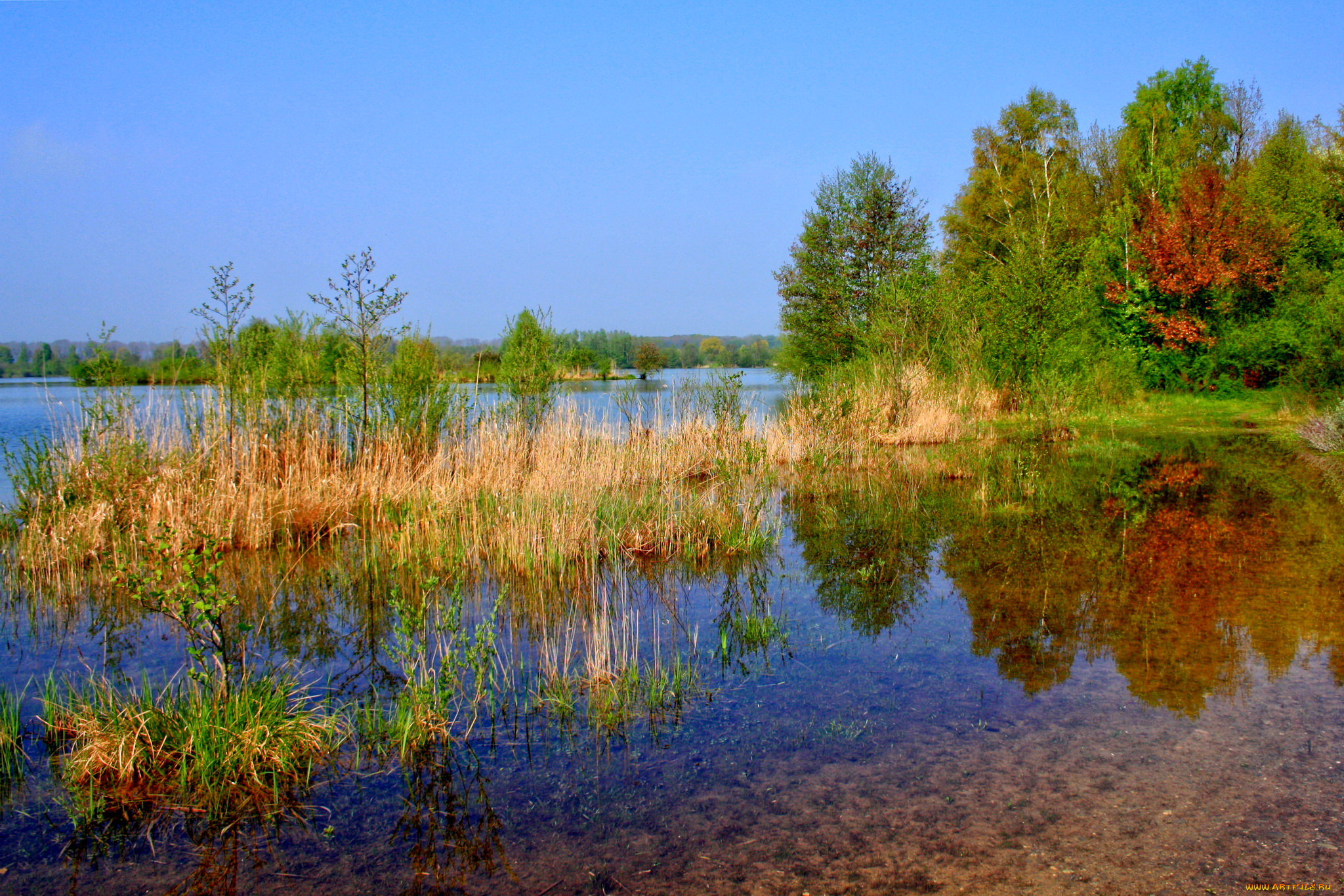 германия, лаупхайм, природа, реки, озера, река, кусты