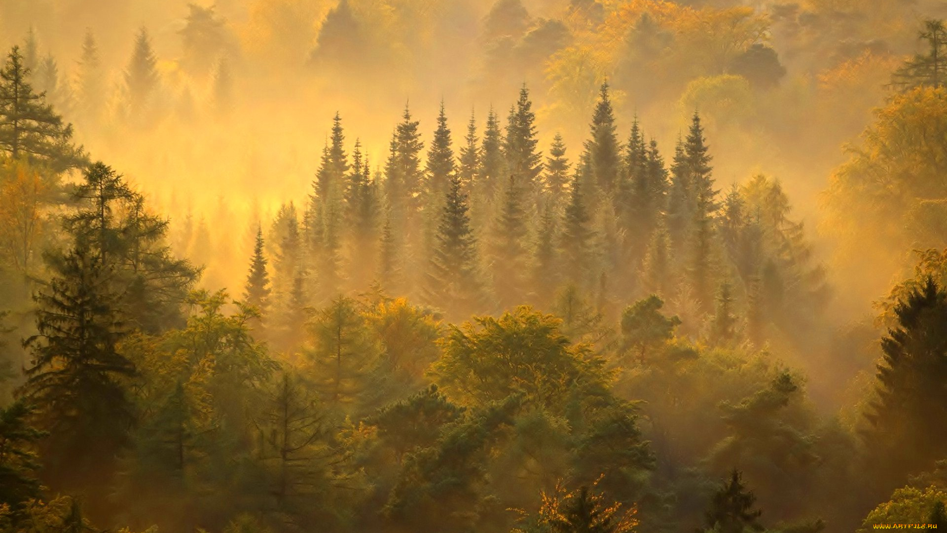природа, лес, туман, осень