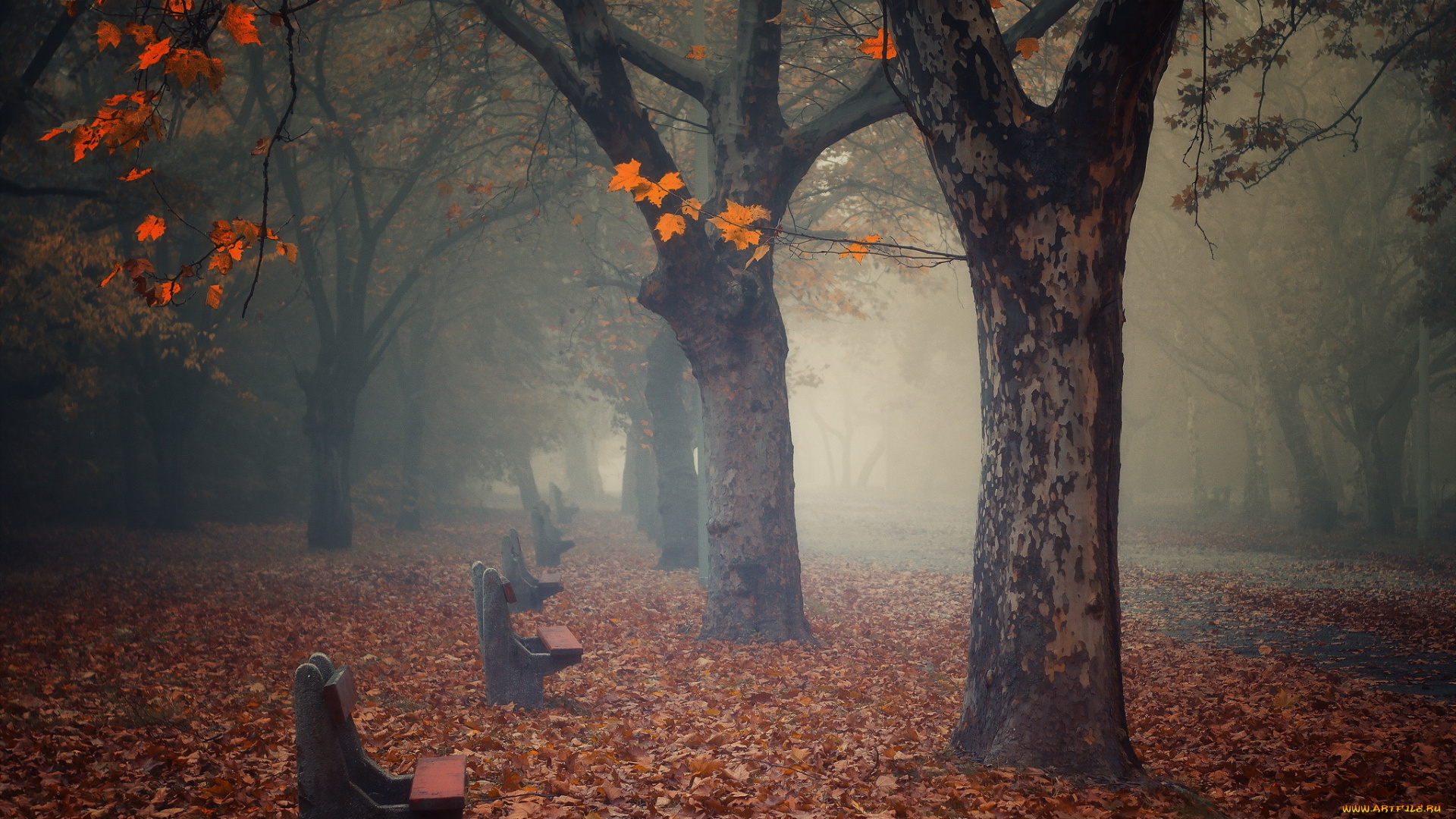 природа, парк, туман, осень