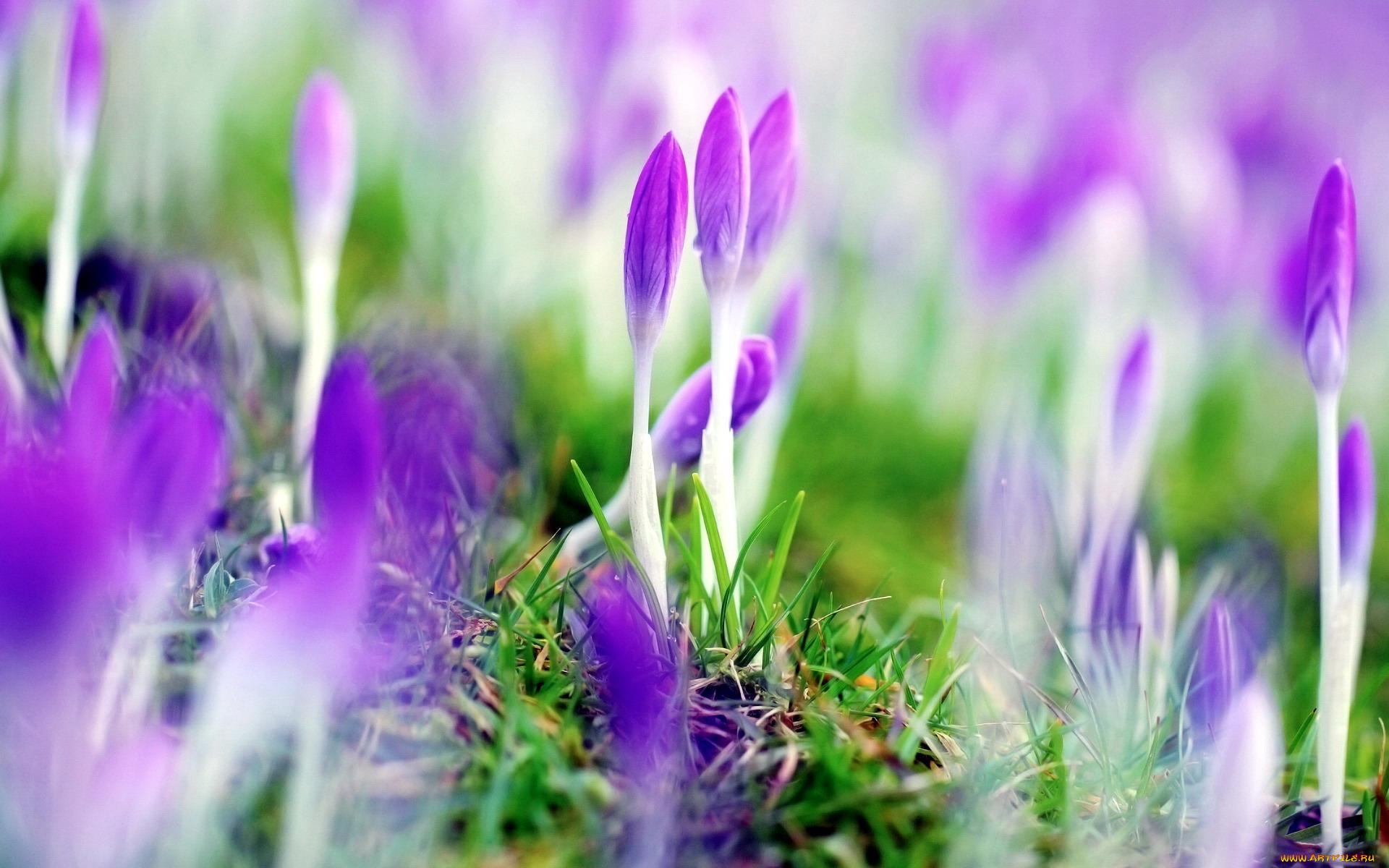 цветы, крокусы, трава, побеги, бутоны, фиолетовые, весна