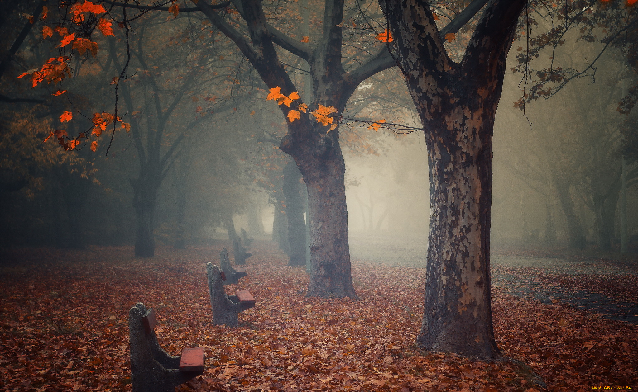 природа, парк, туман, осень