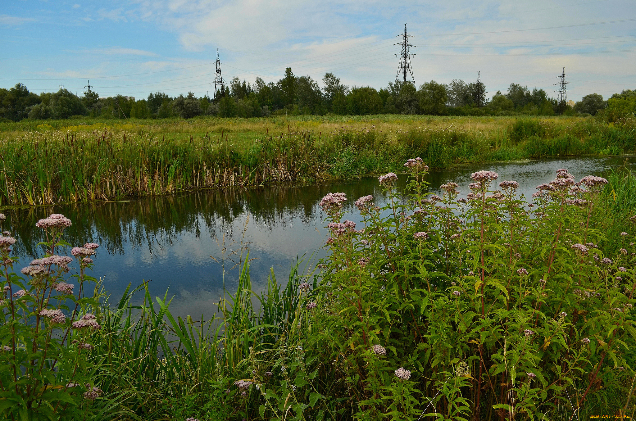 природа, реки, озера, река, лес