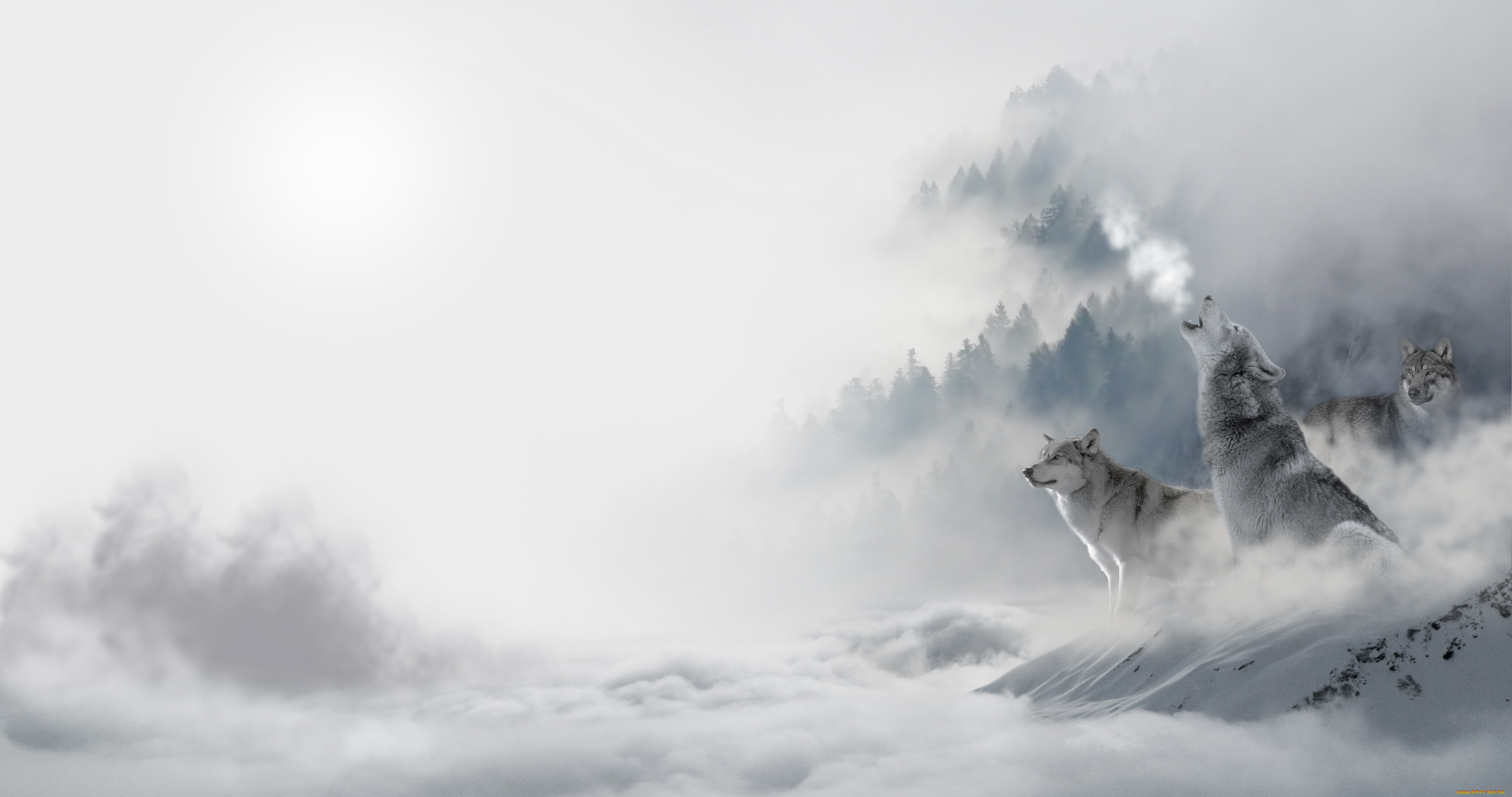 животные, волки, , койоты, , шакалы, лес, снег