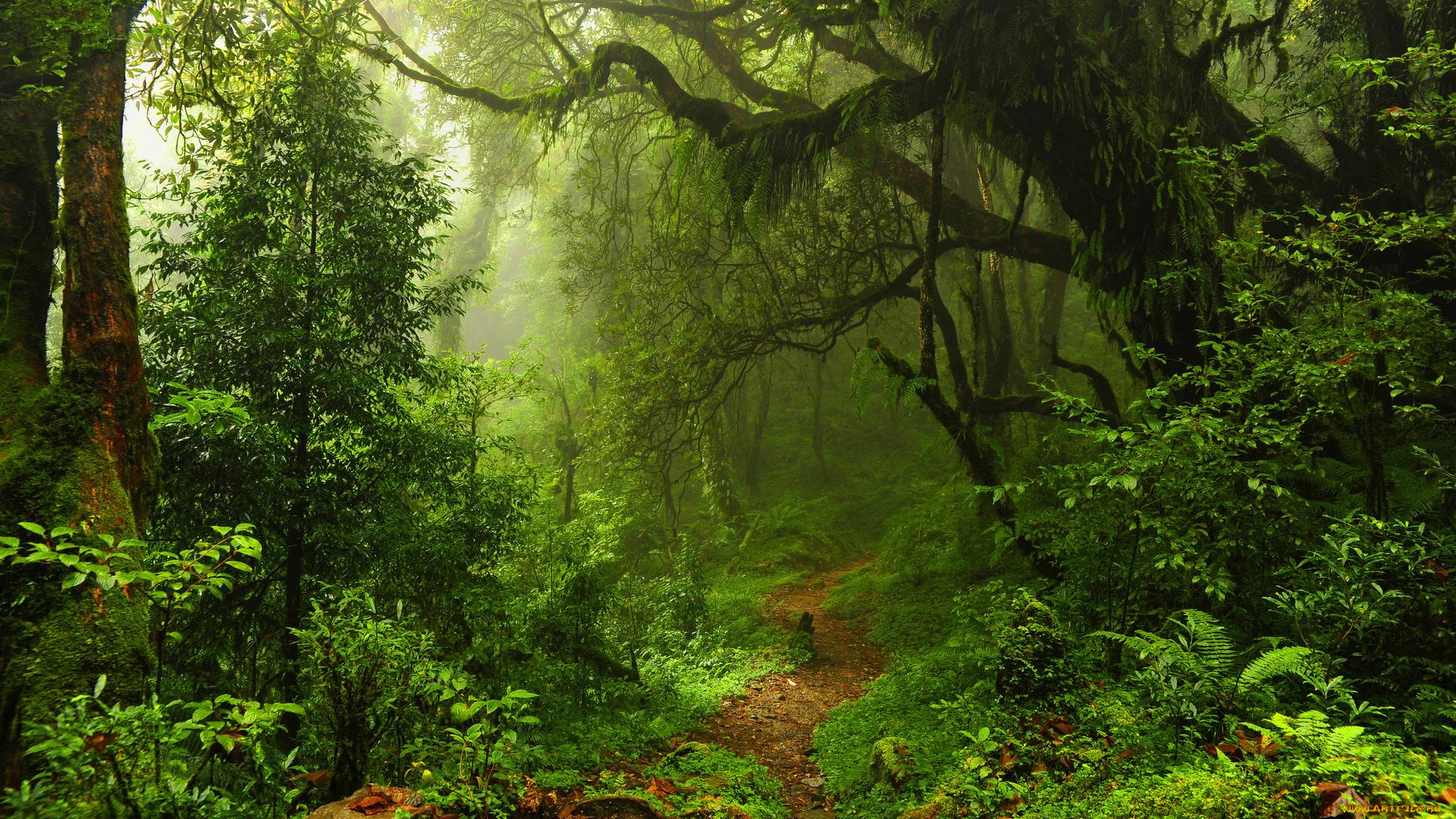 природа, лес, деревья, туман, тропинка, пейзаж