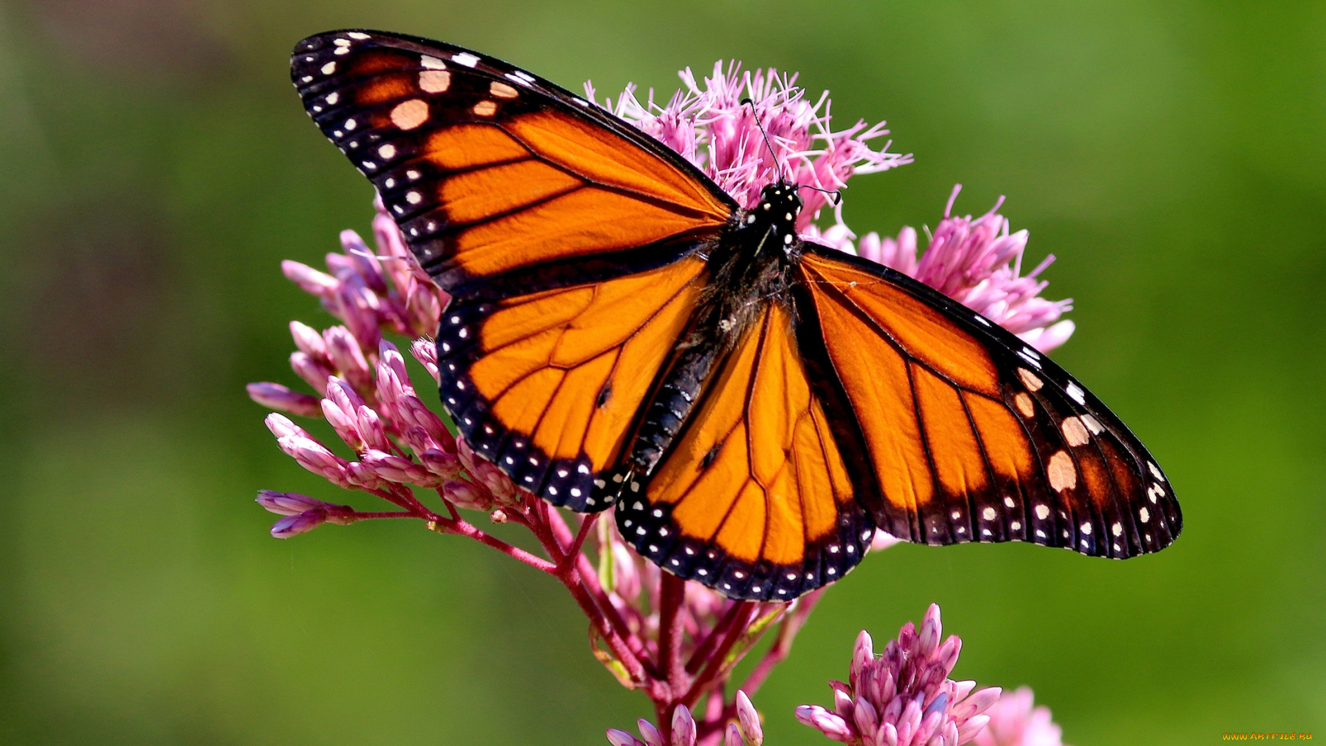 бабочка, монарх, животные, бабочки, , мотыльки, , моли, бабочка, монарх