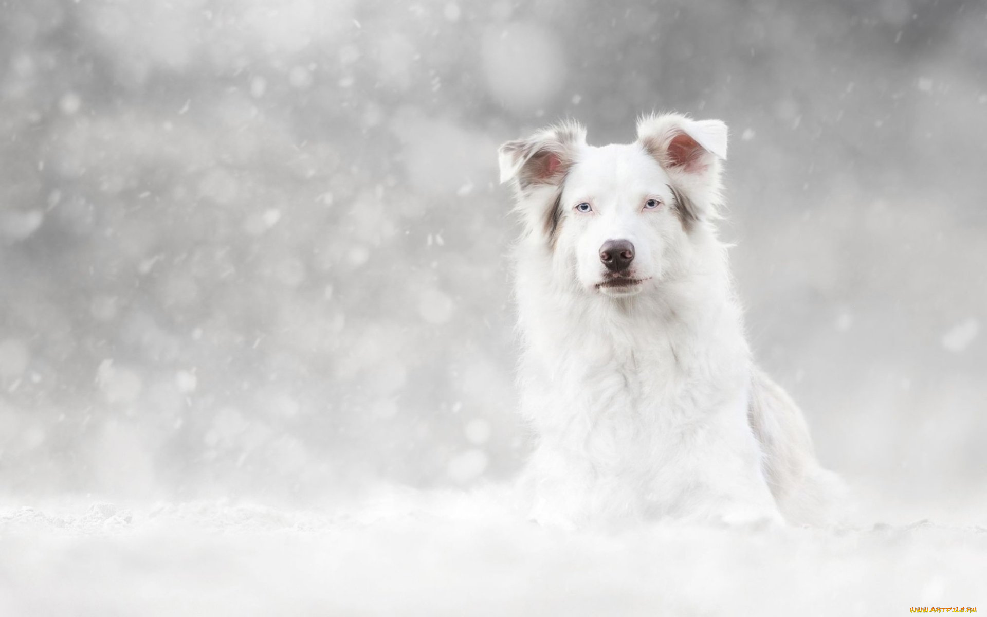 животные, собаки, собака, снег