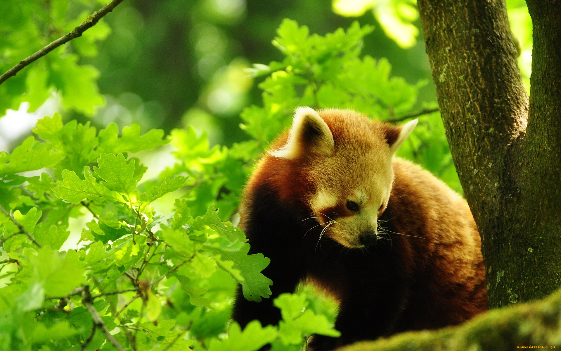 Обитатели смешанных лесов. Смешанные леса животные. Красная Панда. Смешанные и широколиственные леса животные. Смешанные леса России животные.