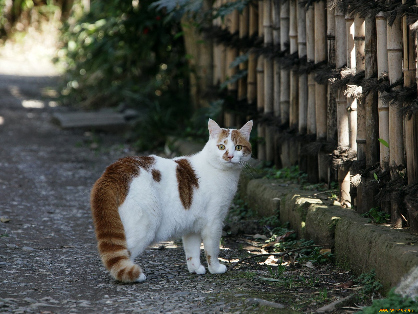 животные, коты