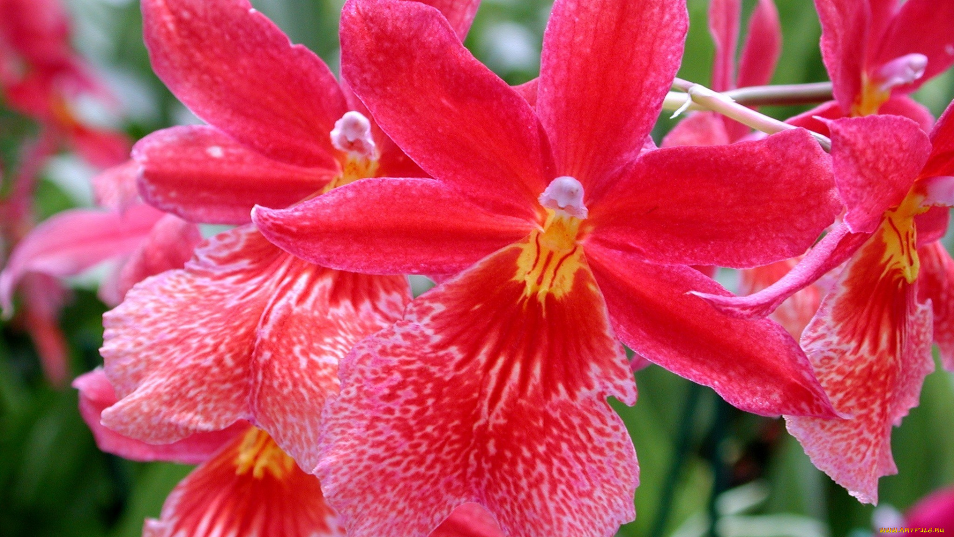 цветы, орхидеи, красный, яркий, много